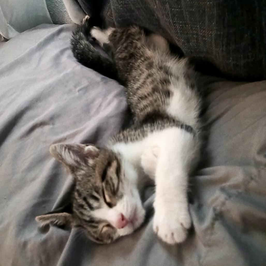 Forrest, Adoptable, Kitten Male Domestic Short Hair.