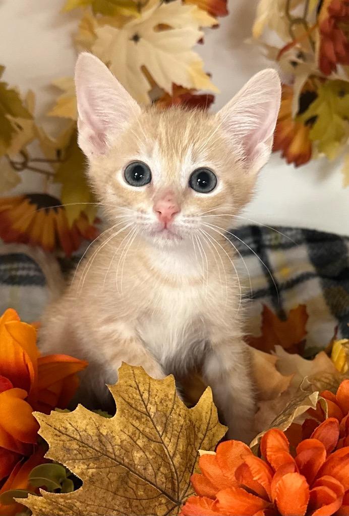 8/26/25 - Conway, Adopted, Kitten Male Domestic Short Hair.