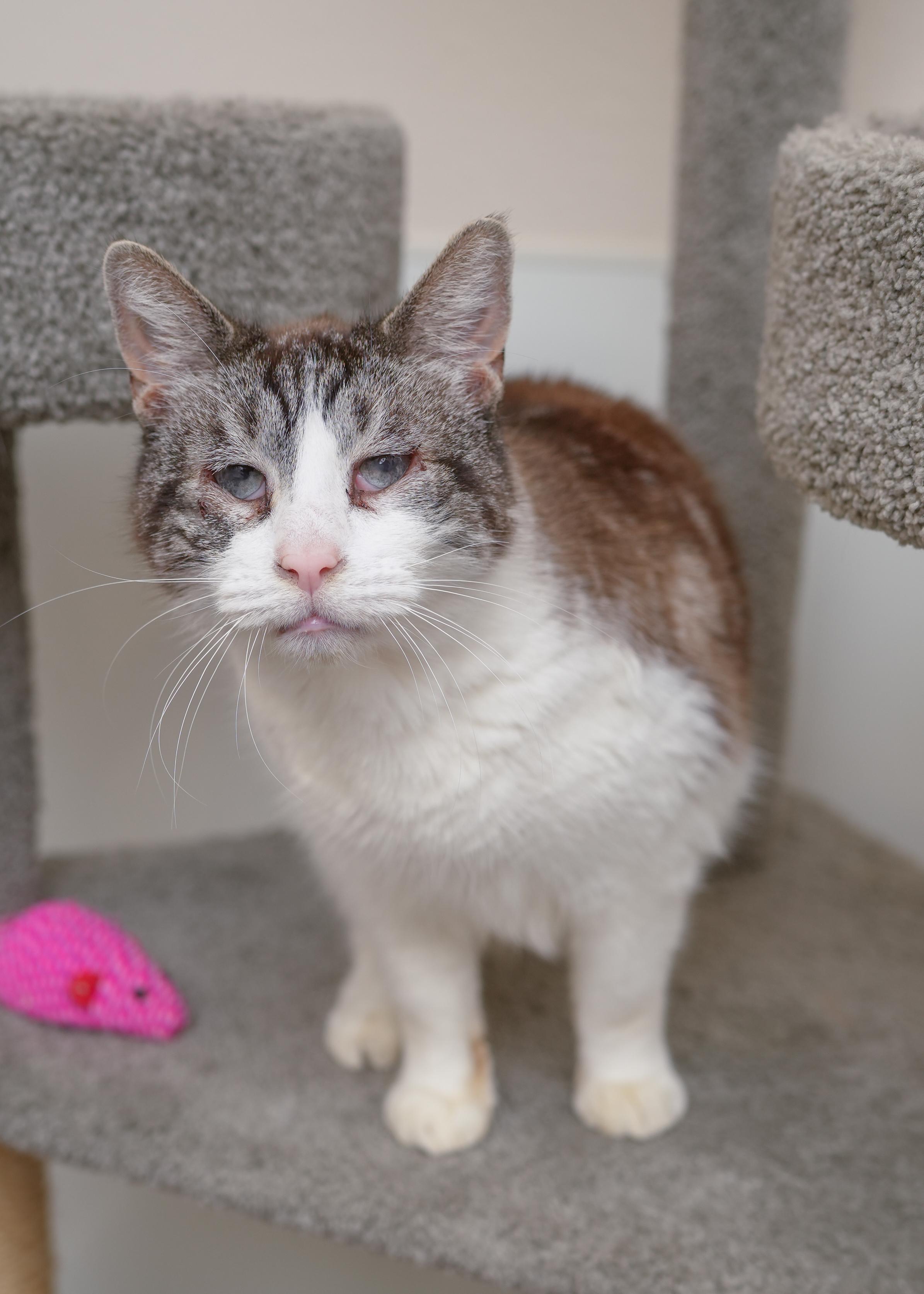 Jimmy, an adopted Domestic Short Hair in Boise, ID image 3/4