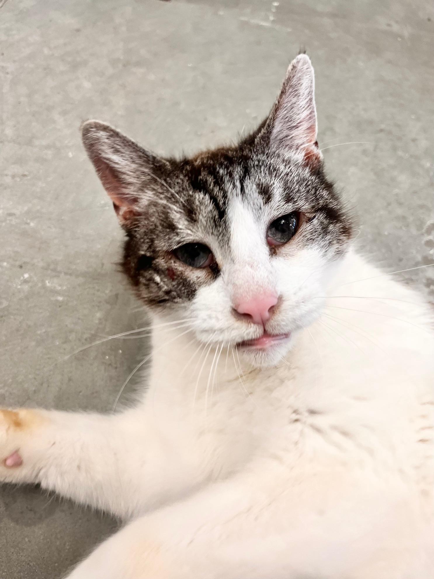 Jimmy, adopted, Senior Male Domestic Short Hair.