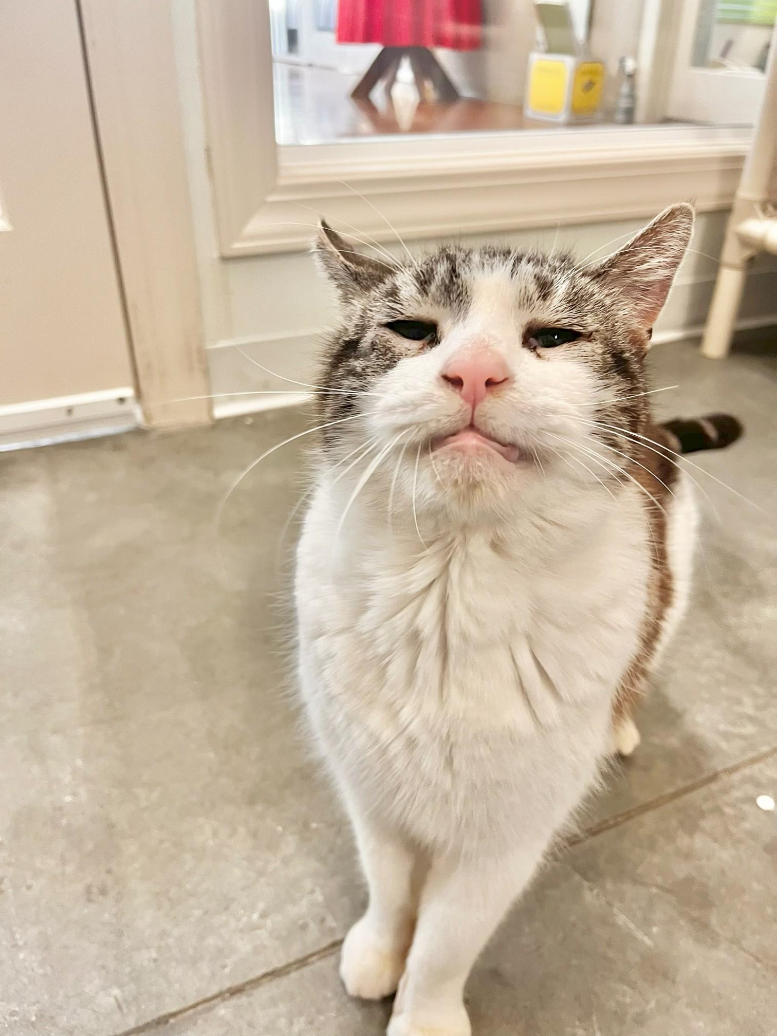 Jimmy, an adopted Domestic Short Hair in Boise, ID image 4/4