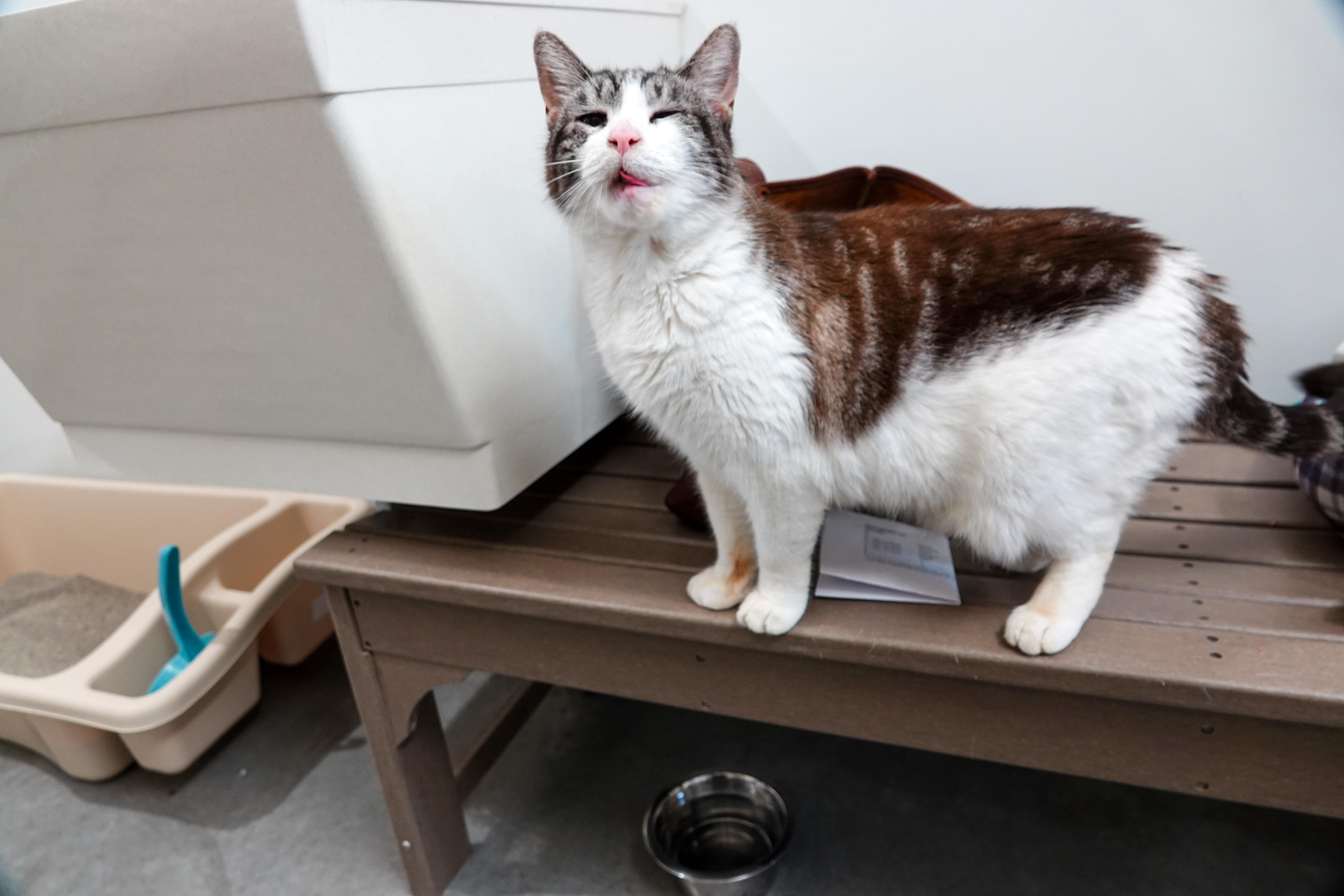 Jimmy, an adopted Domestic Short Hair in Boise, ID image 2/4