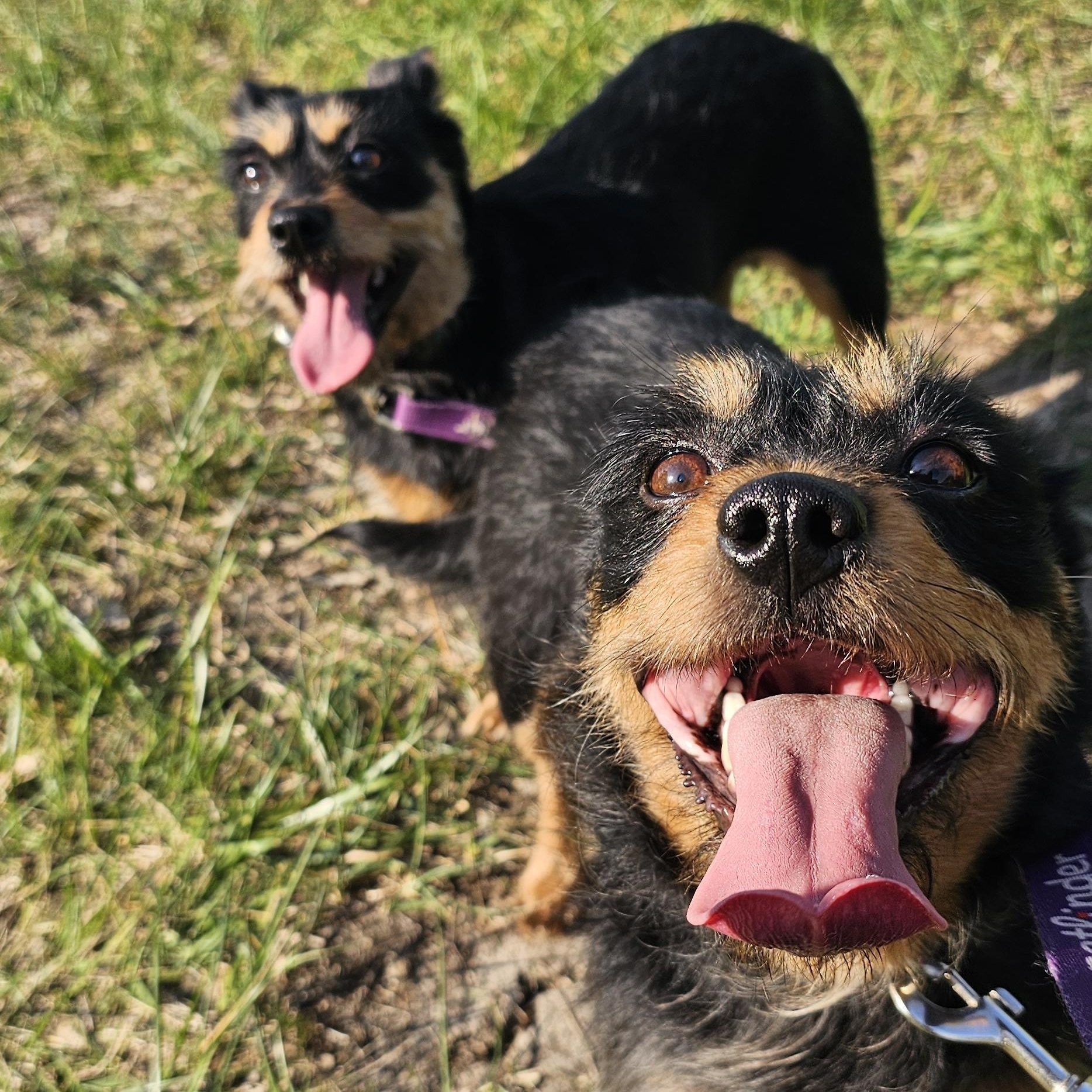Millie, ADOPTABLE, Young Female Patterdale Terrier / Fell Terrier & Yorkshire Terrier.