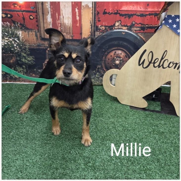 Millie, an adopted mixed breed in Columbia, MO image 1/4