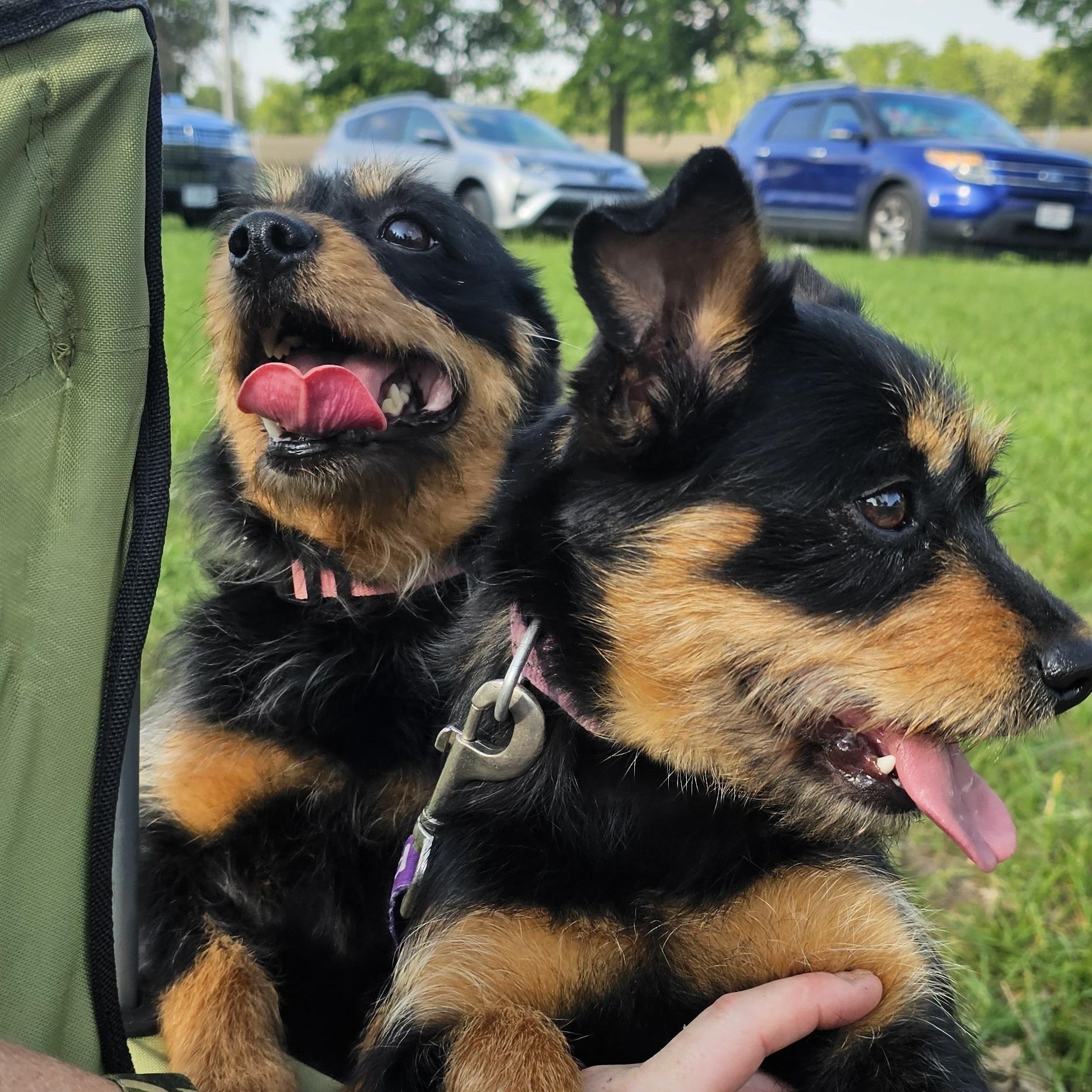Millie, a ADOPTABLE mixed breed in Columbia, MO image 2/3