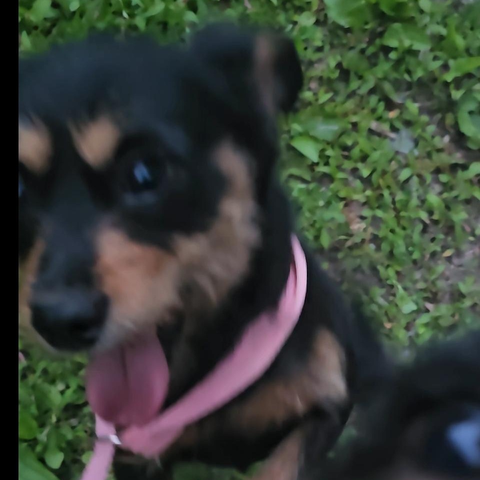 Millie, a ADOPTABLE mixed breed in Columbia, MO image 3/3