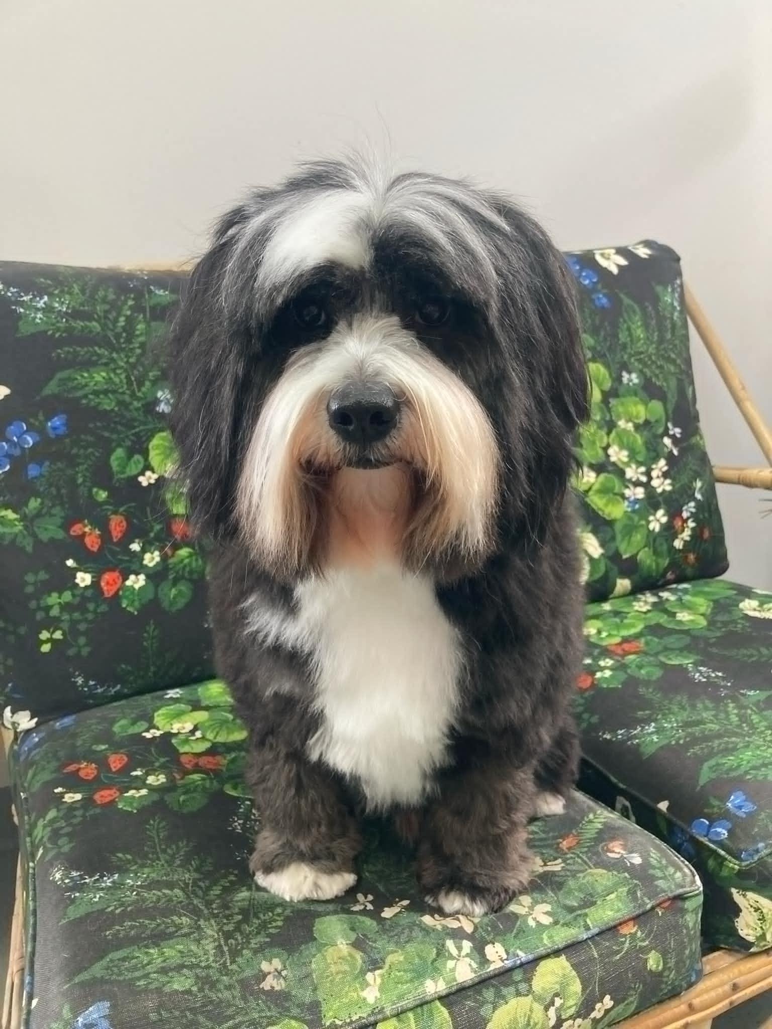 Cowboy, ADOPTABLE, Young Male Tibetan Terrier.