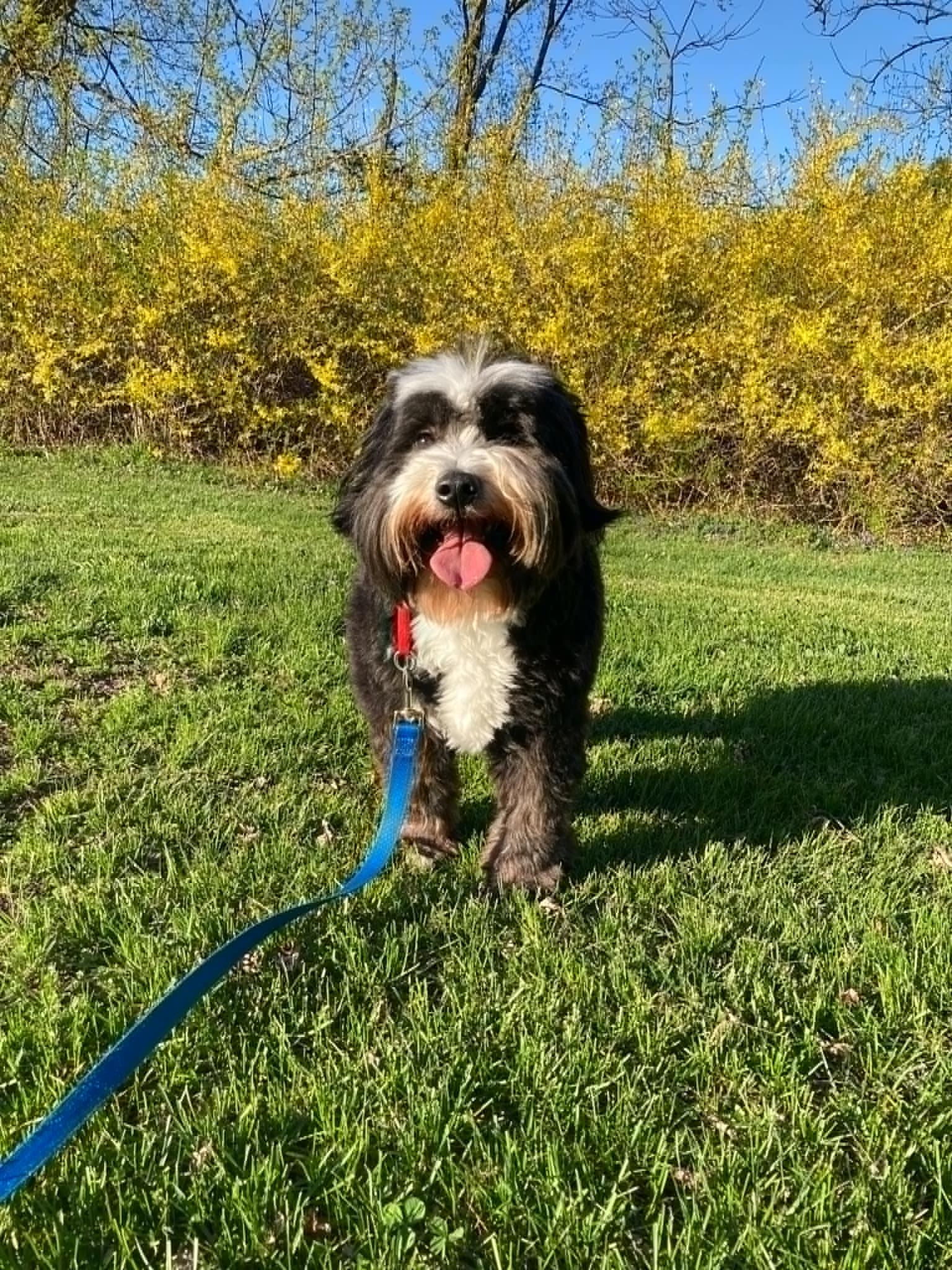 Cowboy, a ADOPTABLE Tibetan Terrier in Catskill, NY image 2/3