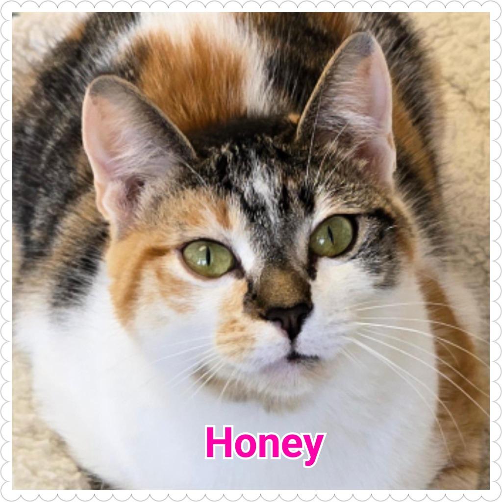 Honey, Adoptable, Young Female Domestic Short Hair.