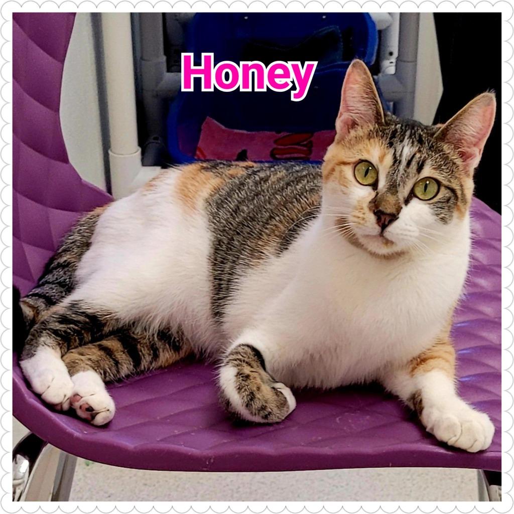 Honey, Adoptable, Young Female Domestic Short Hair.