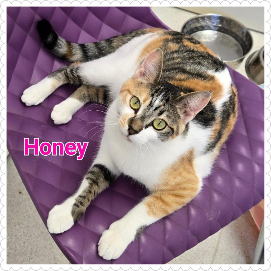 Honey, a Adoptable mixed breed in North Saint Paul, MN image 2/6