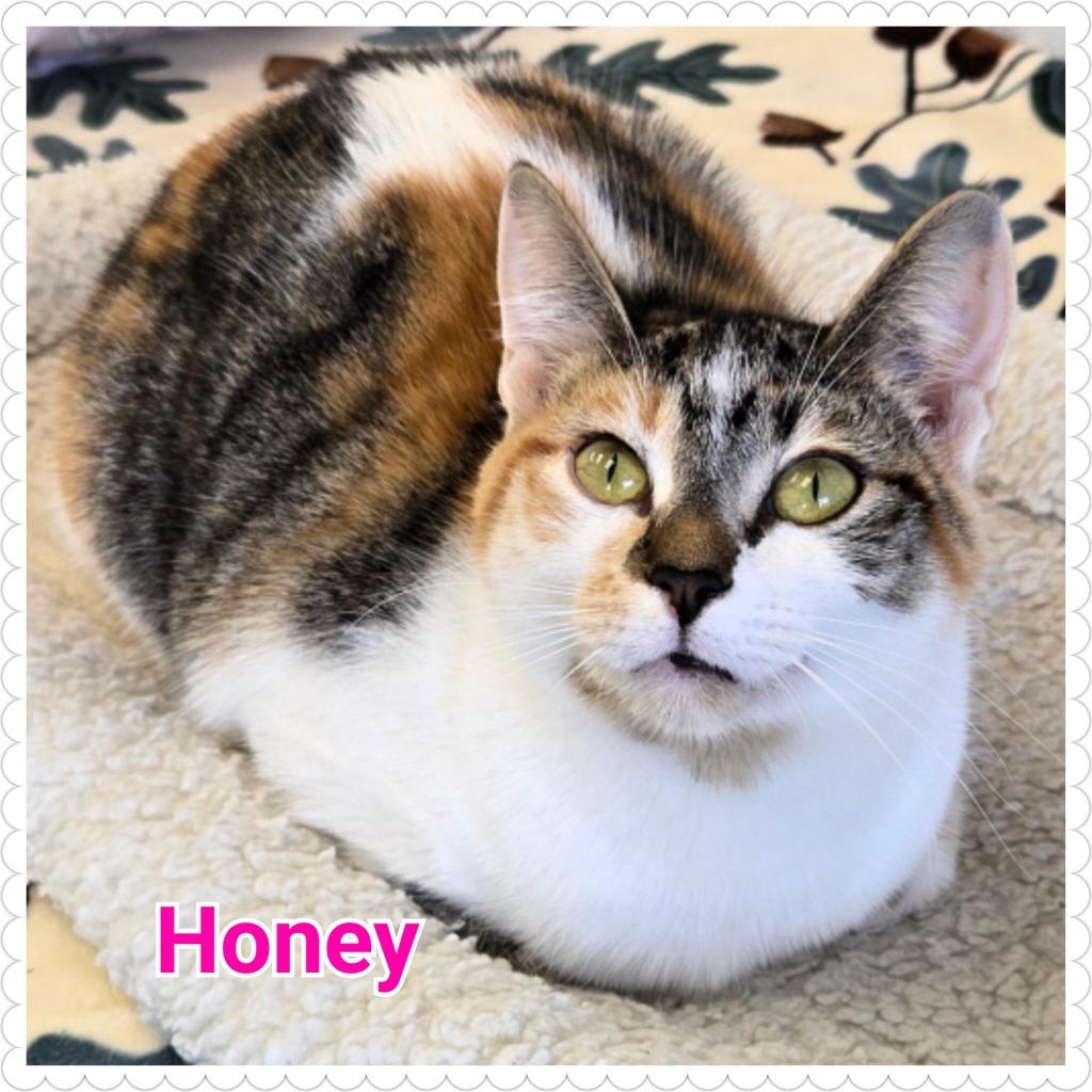 Honey, a Adoptable mixed breed in North Saint Paul, MN image 3/6