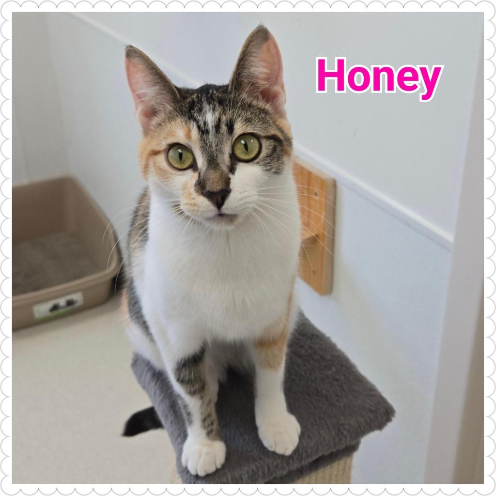 Honey, a Adoptable mixed breed in North Saint Paul, MN image 4/6