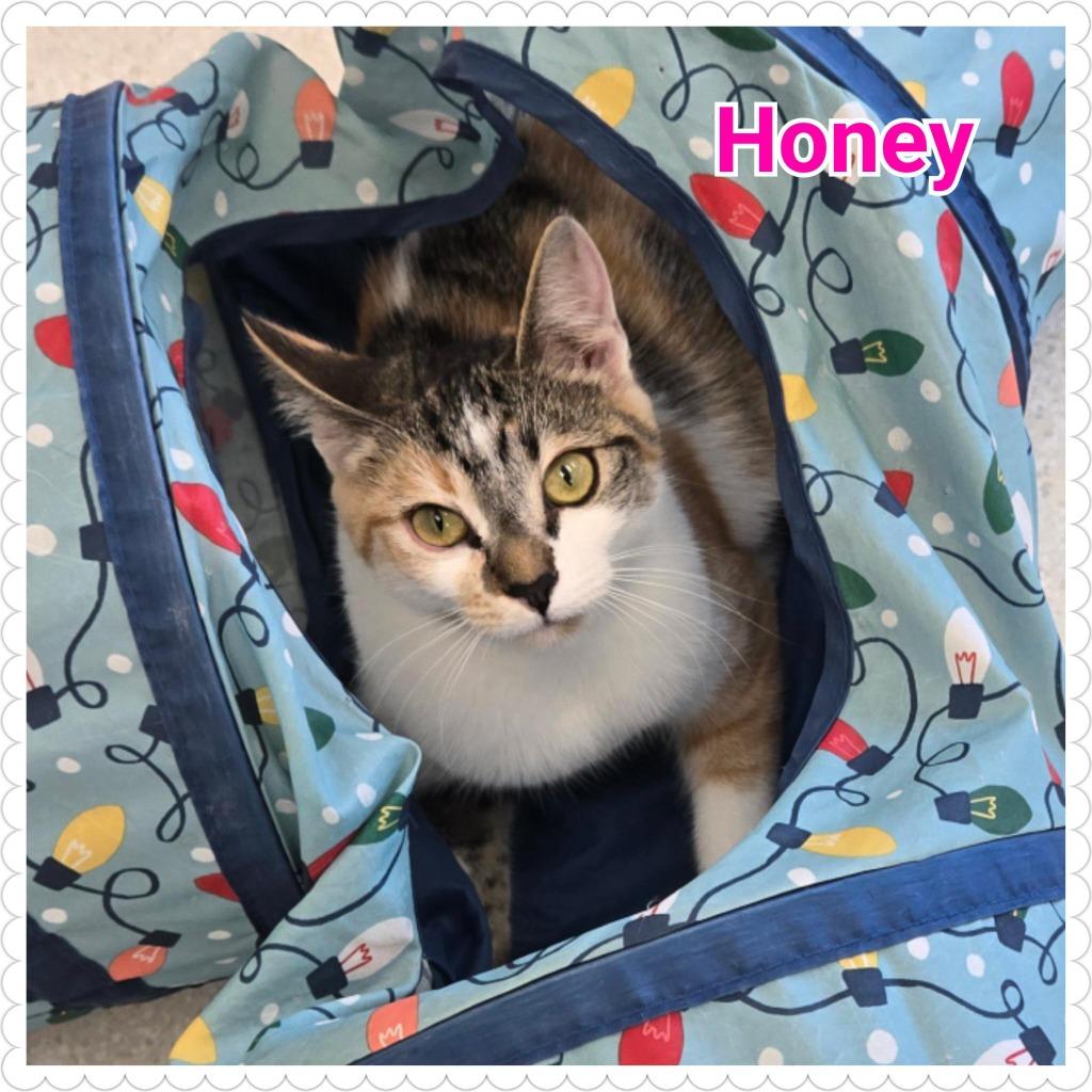 Honey, a Adoptable mixed breed in North Saint Paul, MN image 6/6