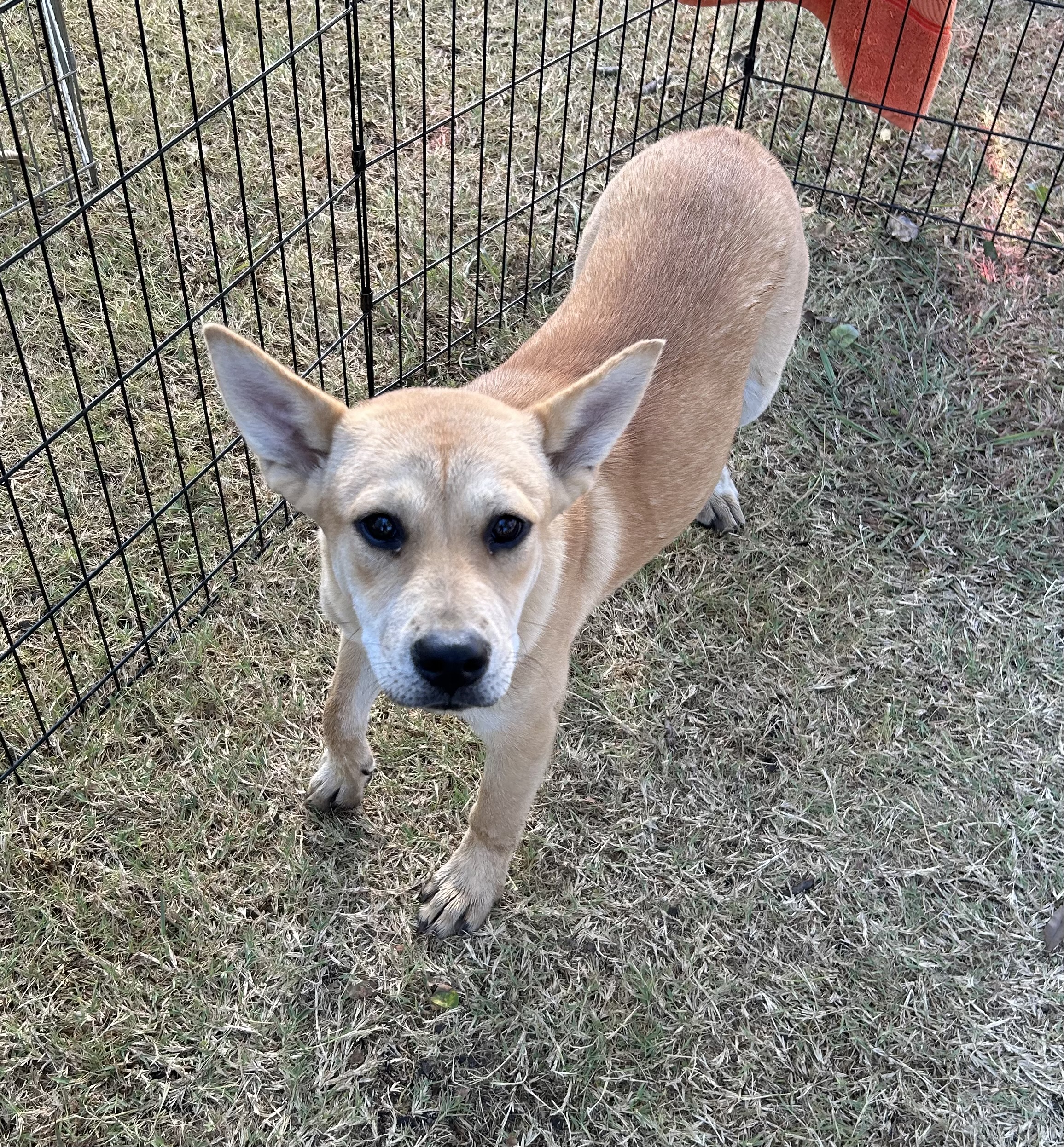 Enlarge Shimmer, a Adopted mixed breed image 1/5