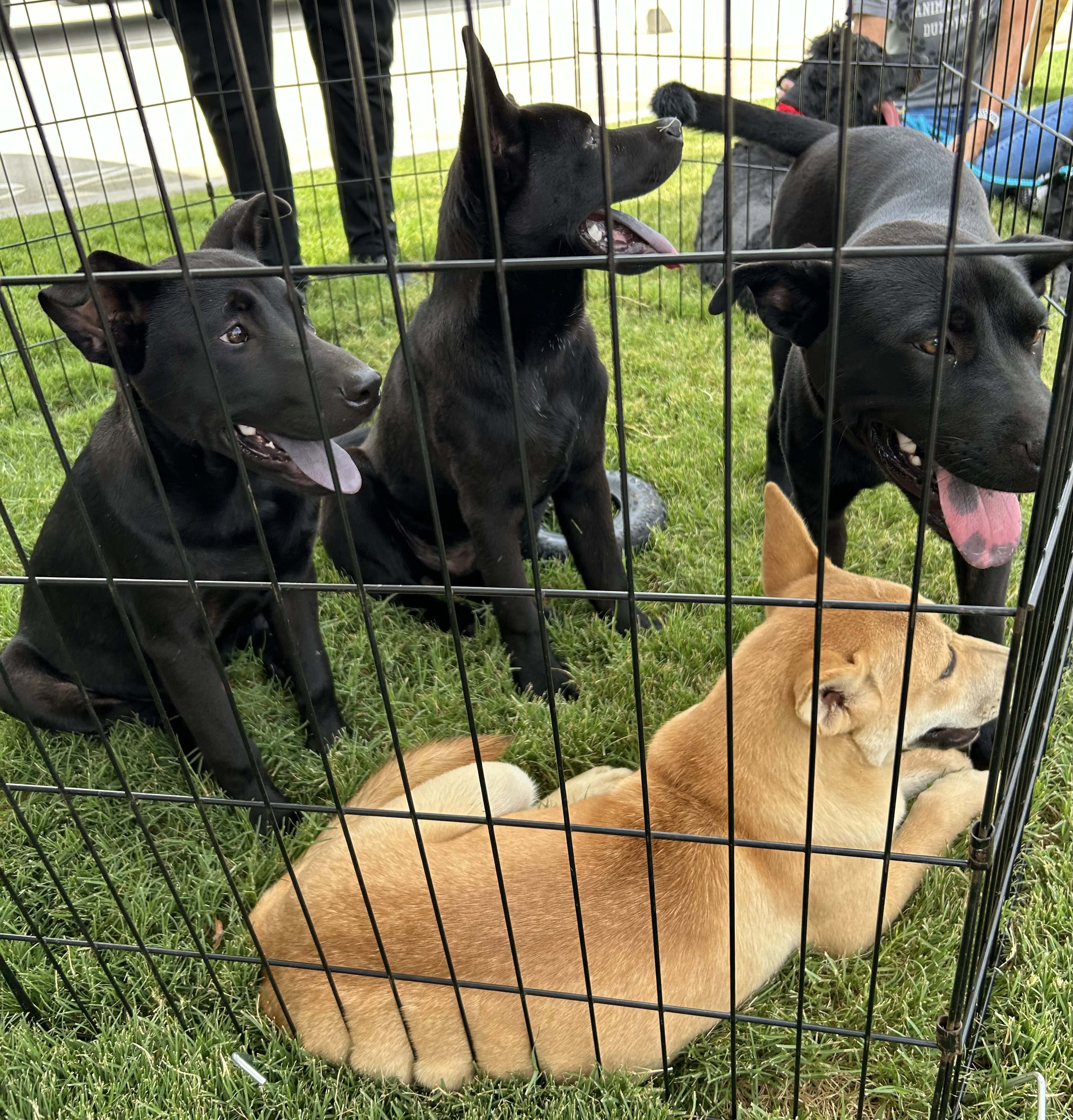 Enlarge Shimmer, a Adopted mixed breed image 3/5