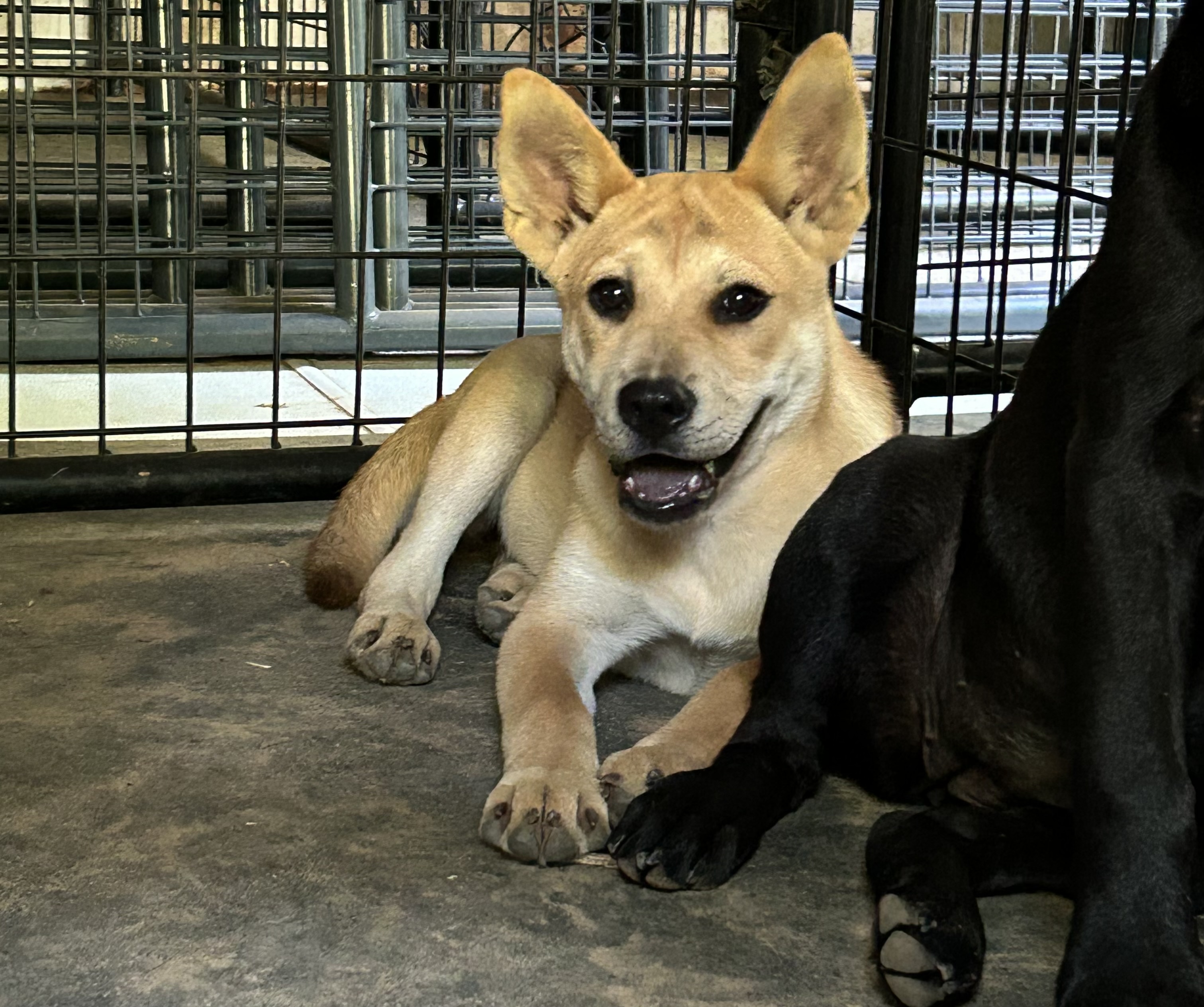 Enlarge Shimmer, a Adopted mixed breed image 4/5