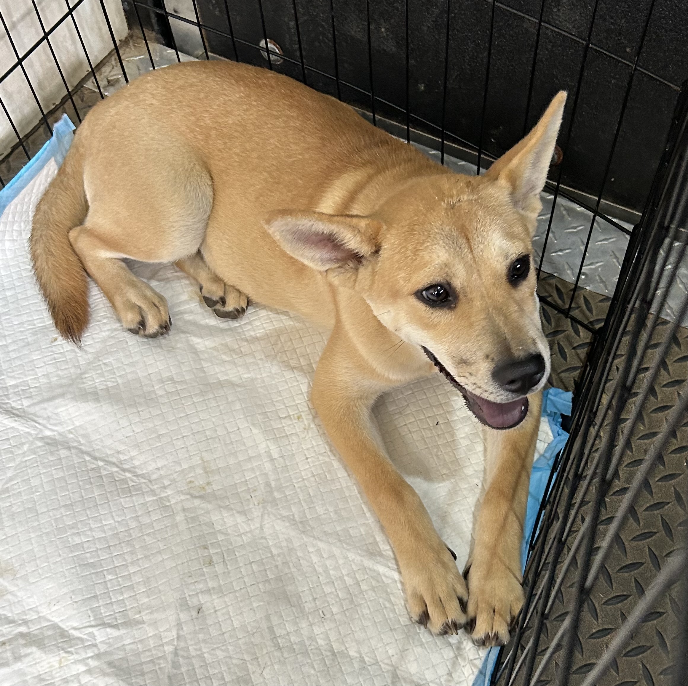 Enlarge Shimmer, a Adopted mixed breed image 5/5