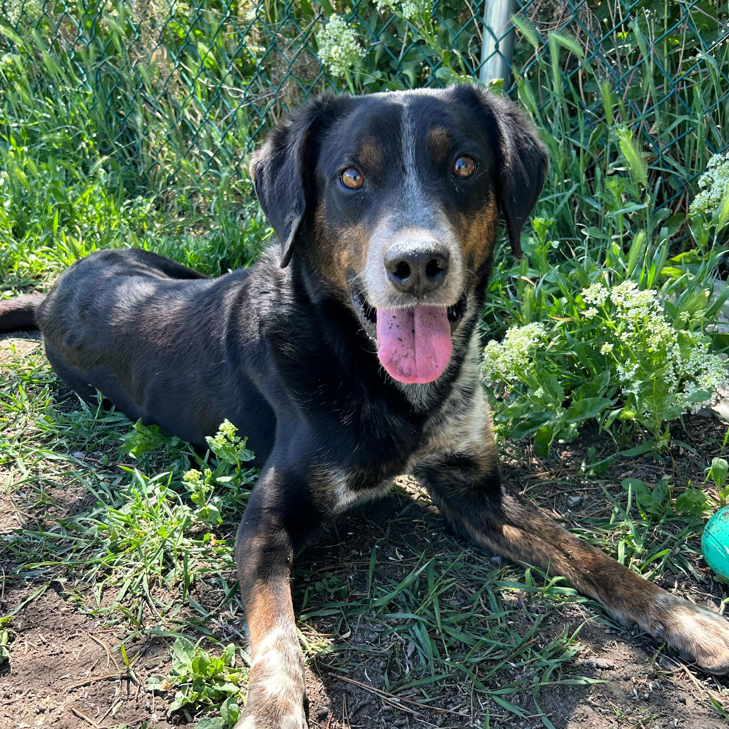 Dude, a ADOPTABLE mixed breed in Lindon, UT image 6/6