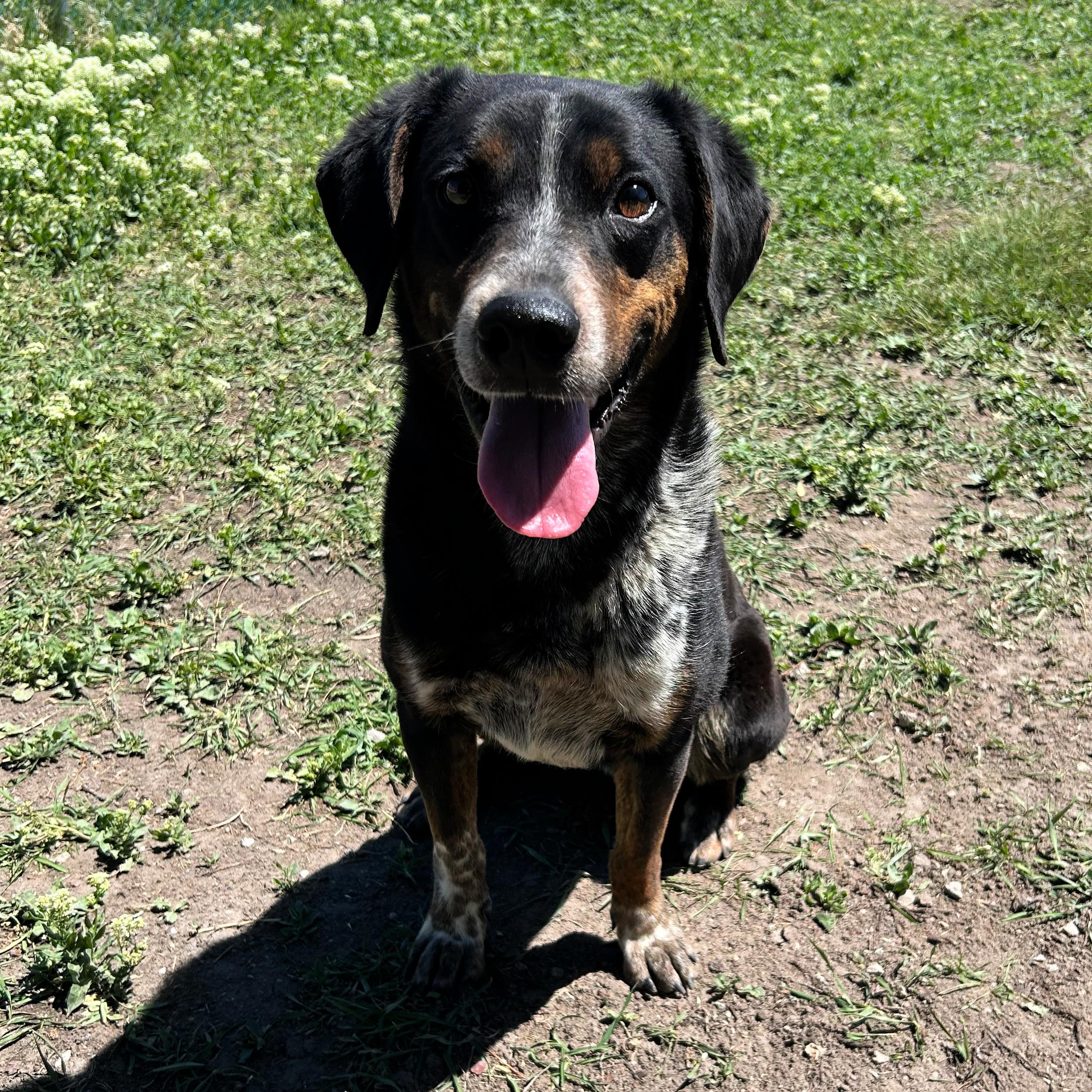 Dude, a ADOPTABLE mixed breed in Lindon, UT image 2/6