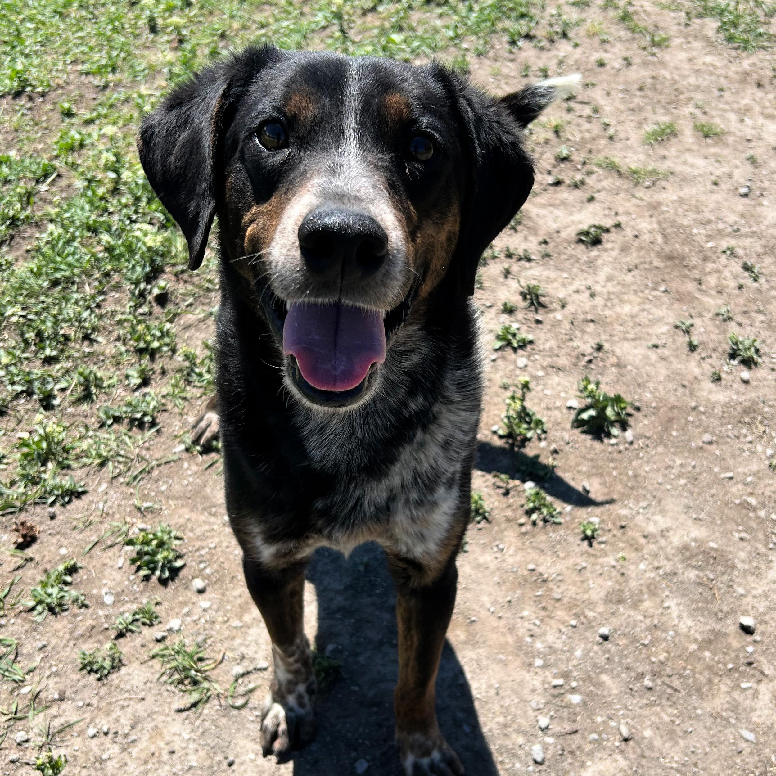 Dude, a ADOPTABLE mixed breed in Lindon, UT image 3/6