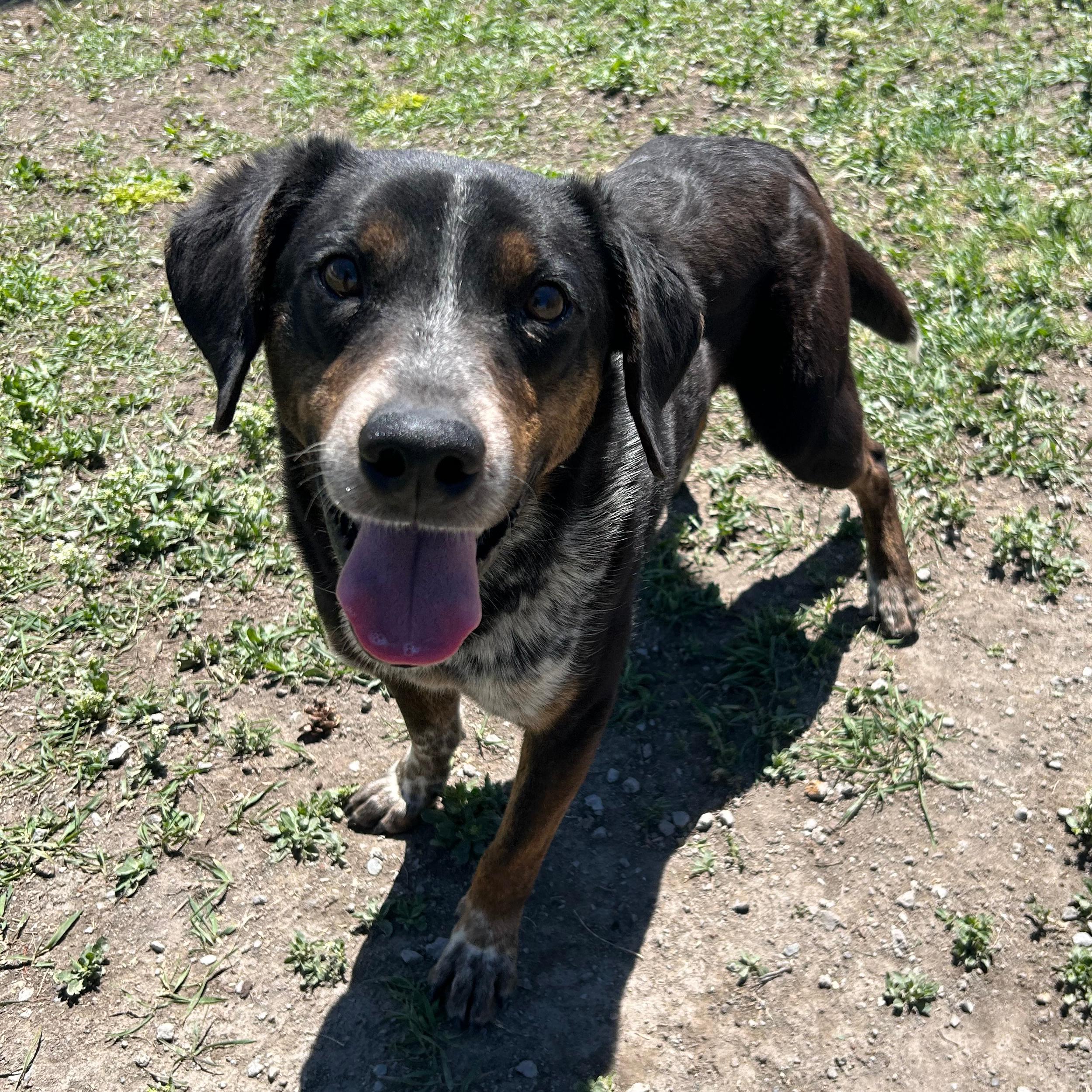 Dude, a ADOPTABLE mixed breed in Lindon, UT image 1/6