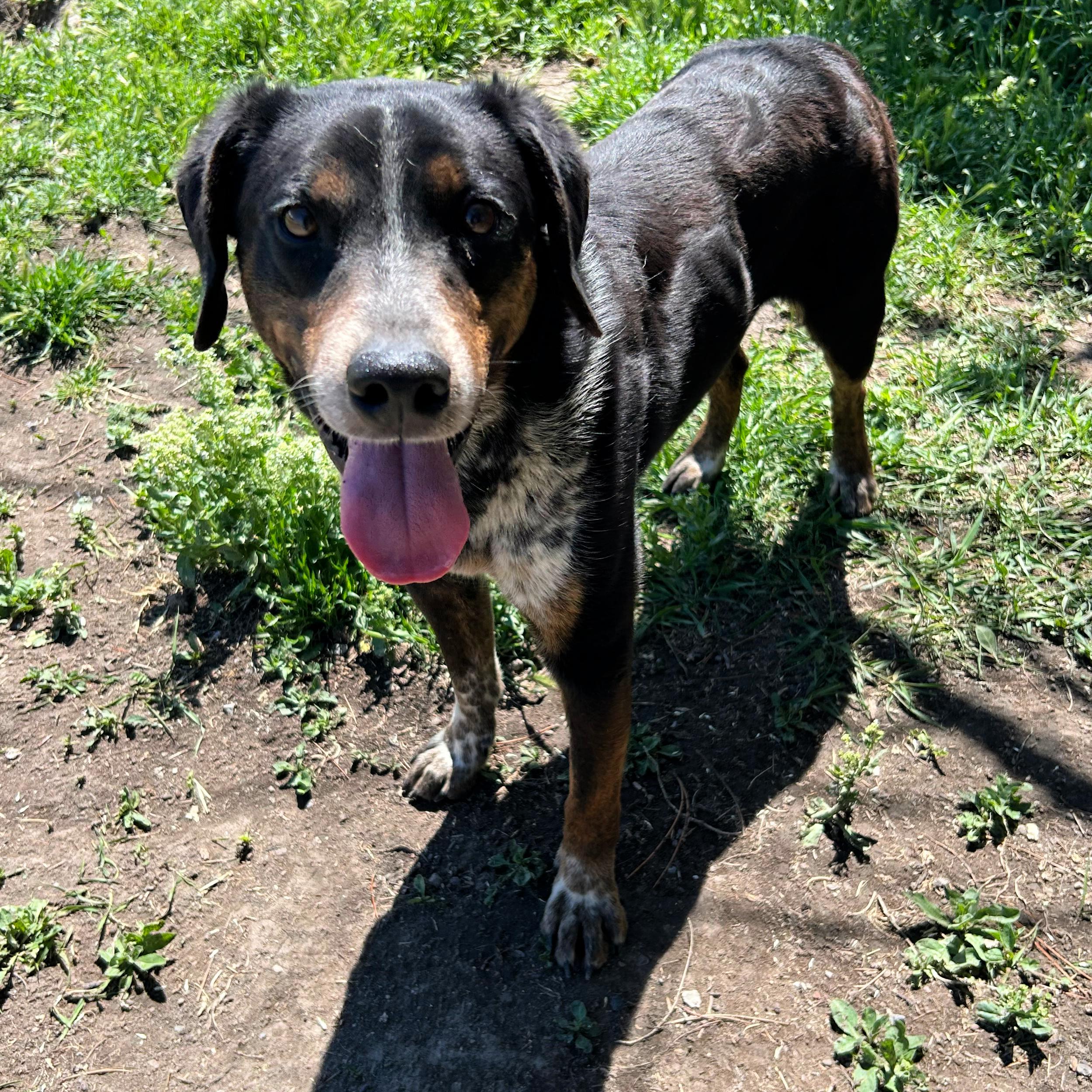 Dude, a ADOPTABLE mixed breed in Lindon, UT image 4/6