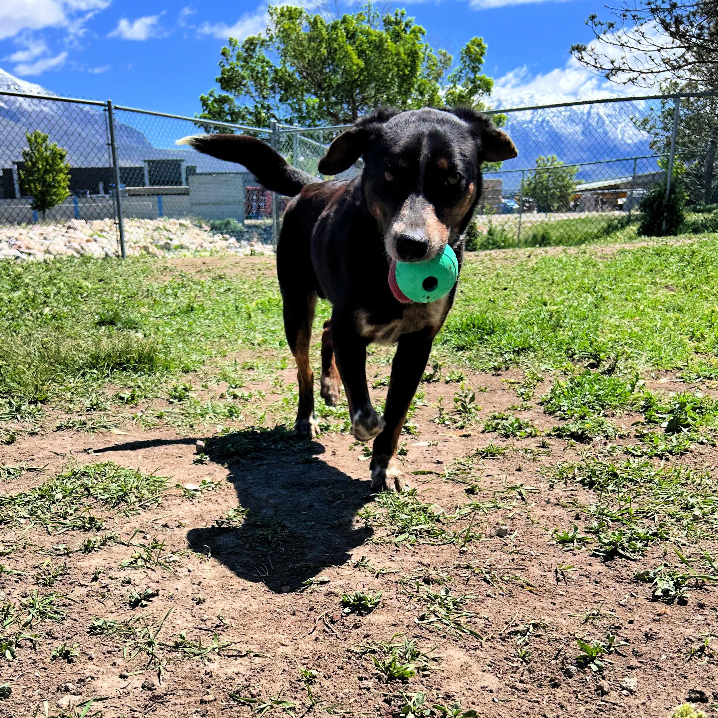 Dude, a ADOPTABLE mixed breed in Lindon, UT image 5/6