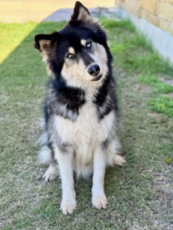 Gunner, Adopted, Adult Male Husky.