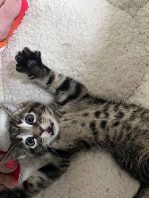 Crepe, Adopted, Kitten Male Domestic Short Hair.