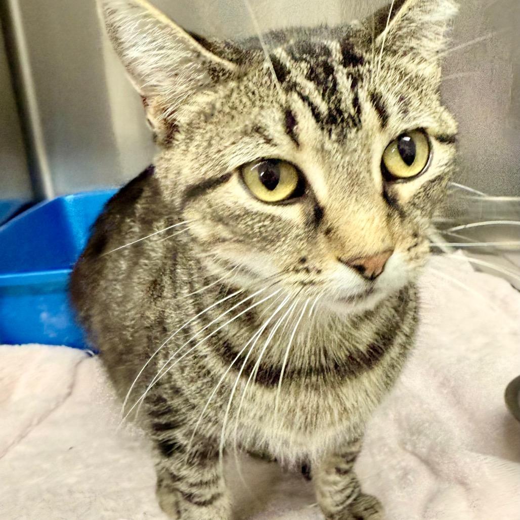 Echo, Adoptable, Young Female Domestic Short Hair.