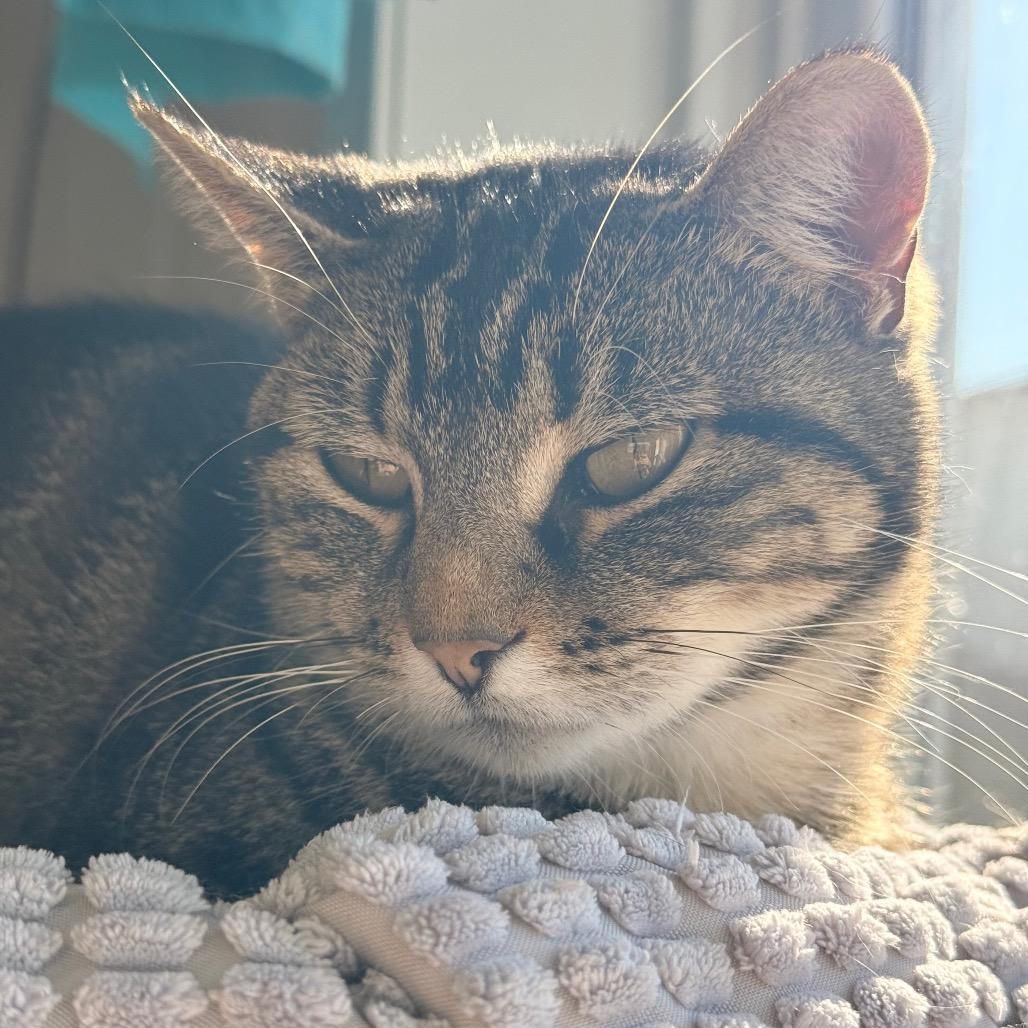 Echo, a Adoptable Domestic Short Hair in Chariton, IA image 3/6