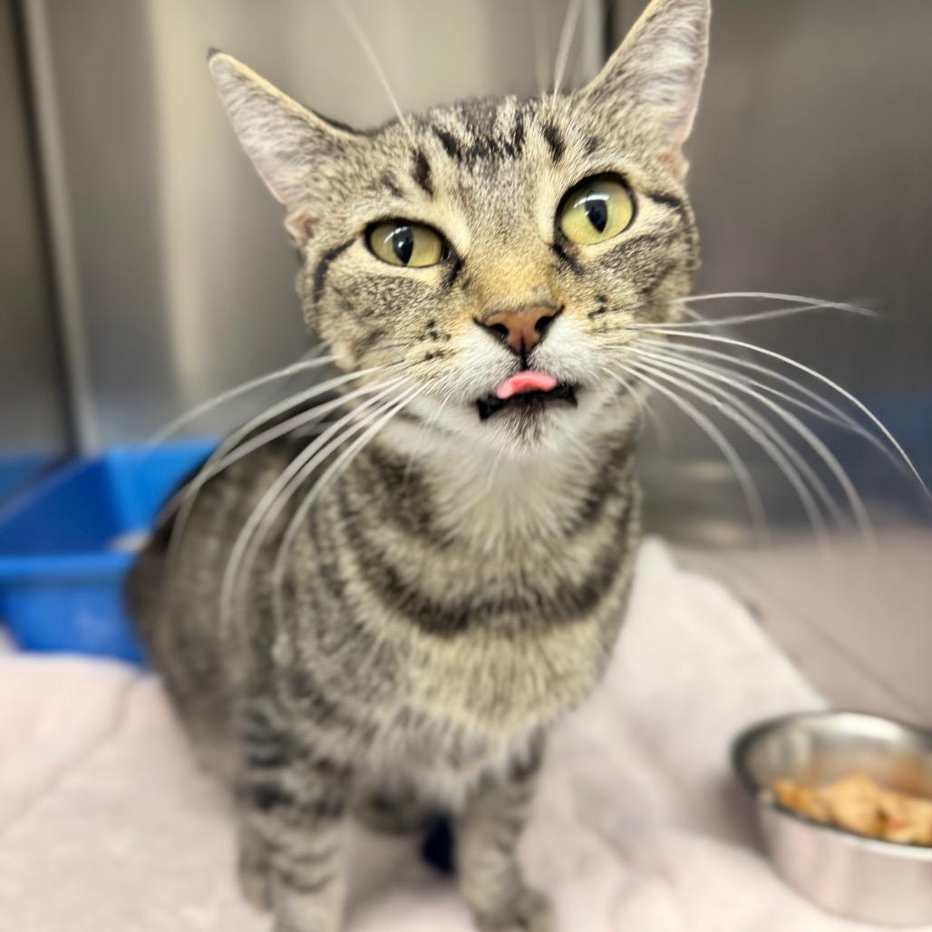 Echo, a Adoptable Domestic Short Hair in Chariton, IA image 4/6