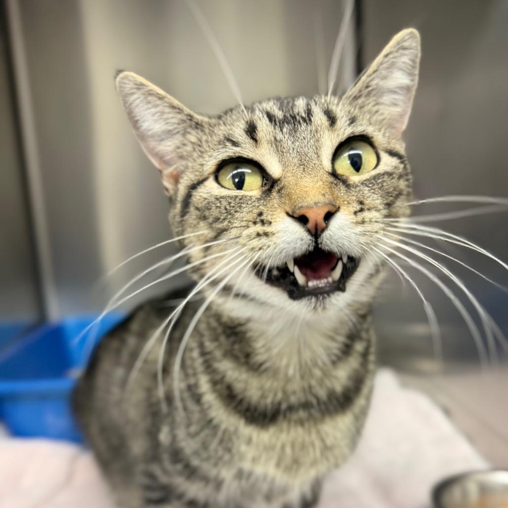 Echo, a Adoptable Domestic Short Hair in Chariton, IA image 5/6