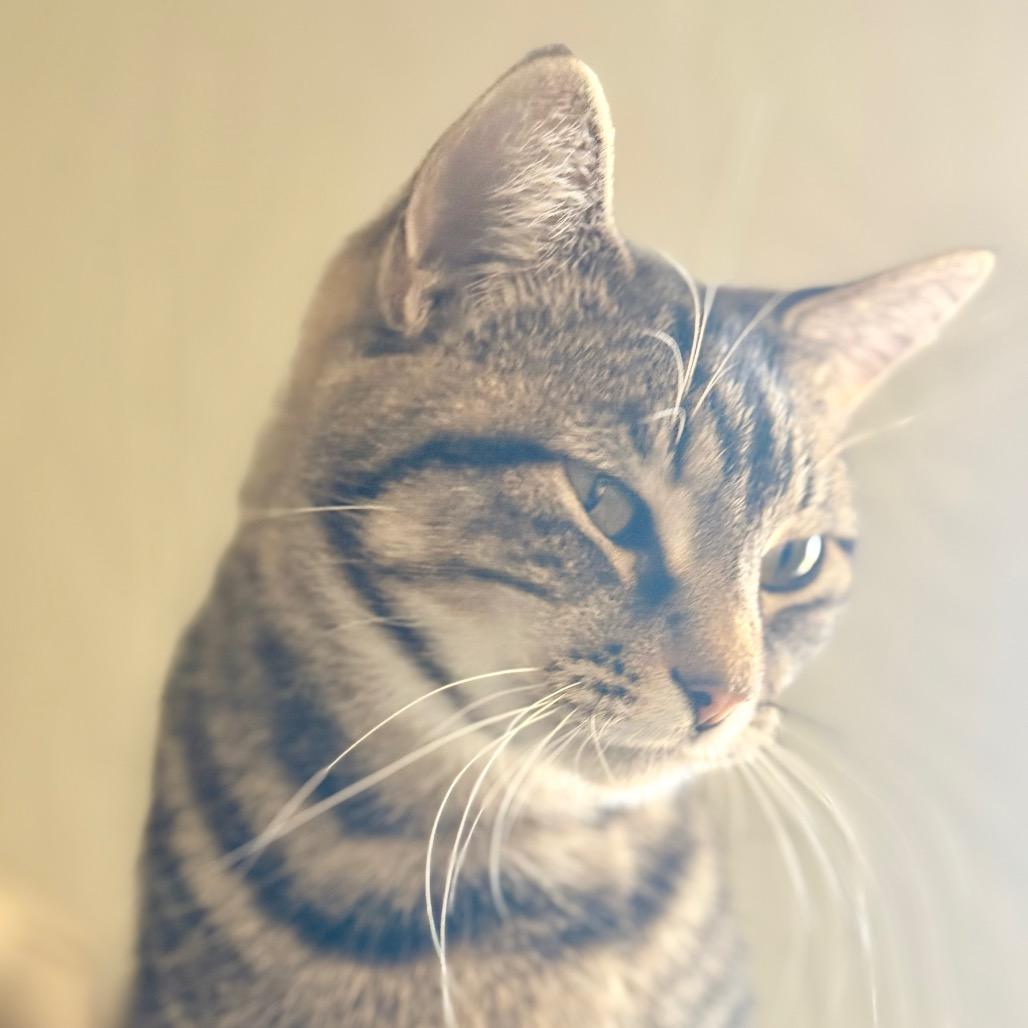 Echo, a Adoptable Domestic Short Hair in Chariton, IA image 6/6