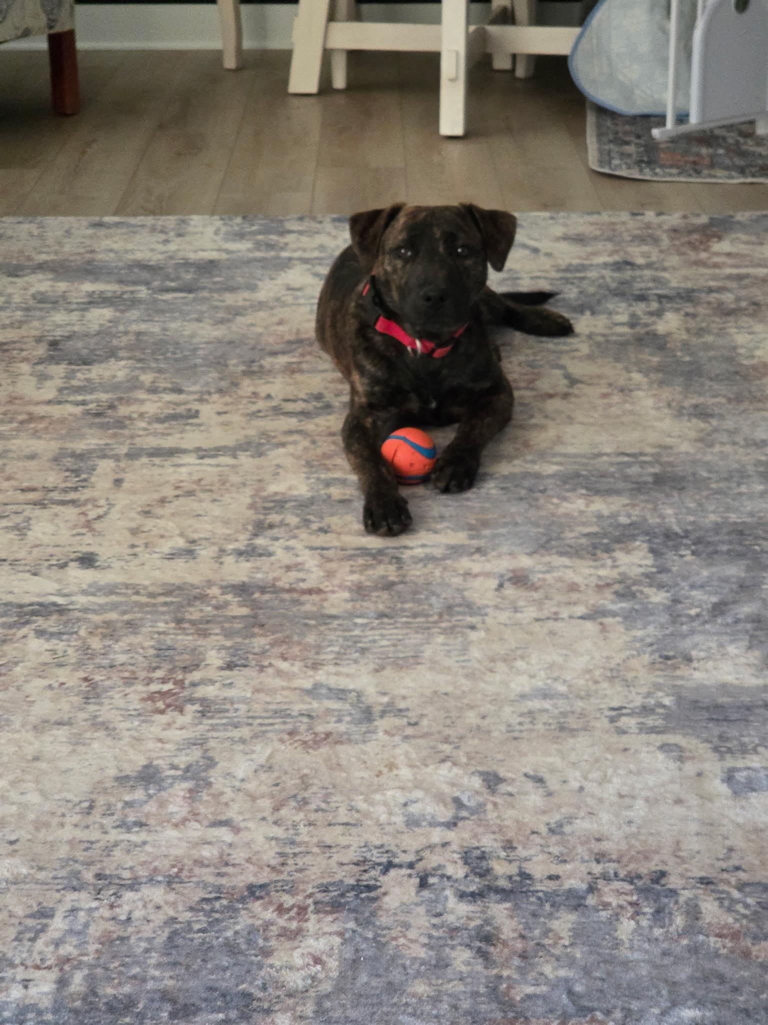 Mickey, Adopted, Young Male German Shepherd Dog.