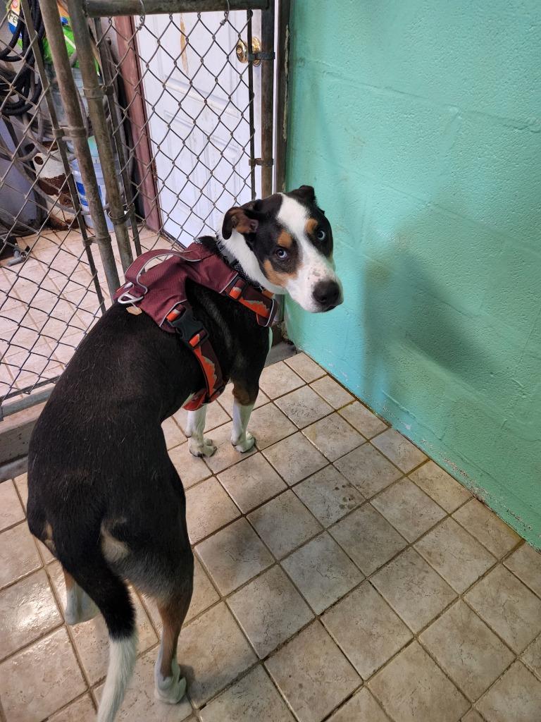 Trace, Adoptable, Adult Male Collie.