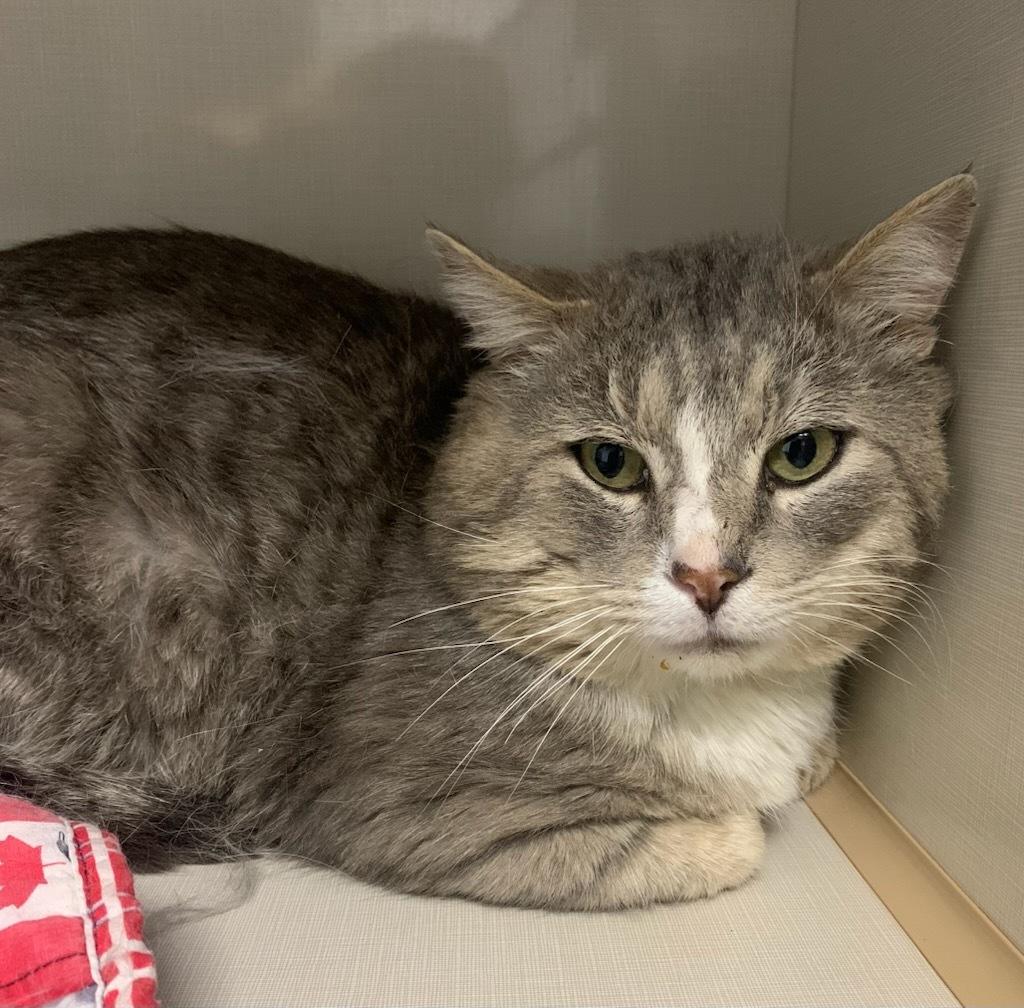 Enlarge Brian, a ADOPTABLE Domestic Long Hair in wetaskiwin, AB image 1/1