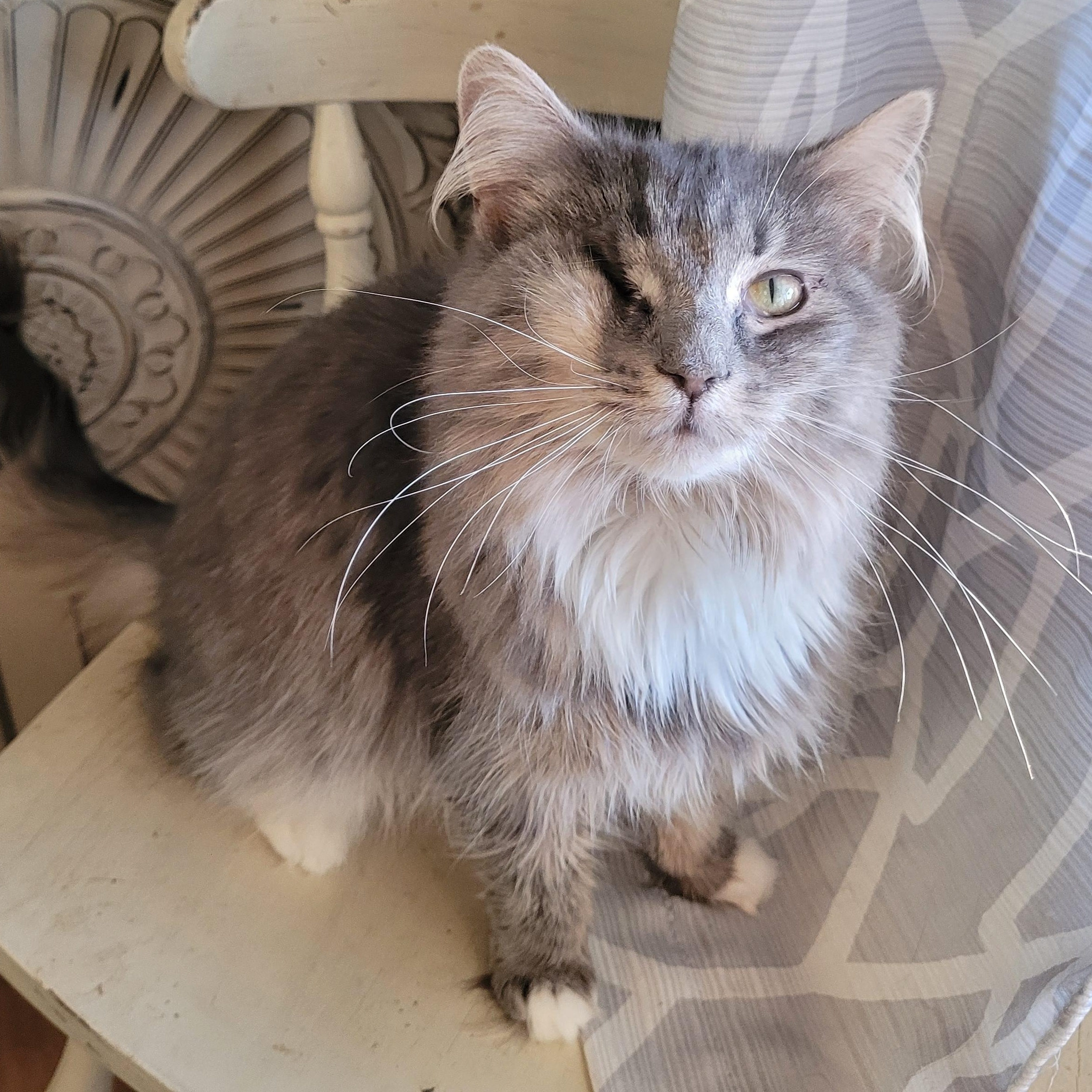 Kitty Poppins, a ADOPTABLE Domestic Long Hair in Whitestown, IN image 1/6