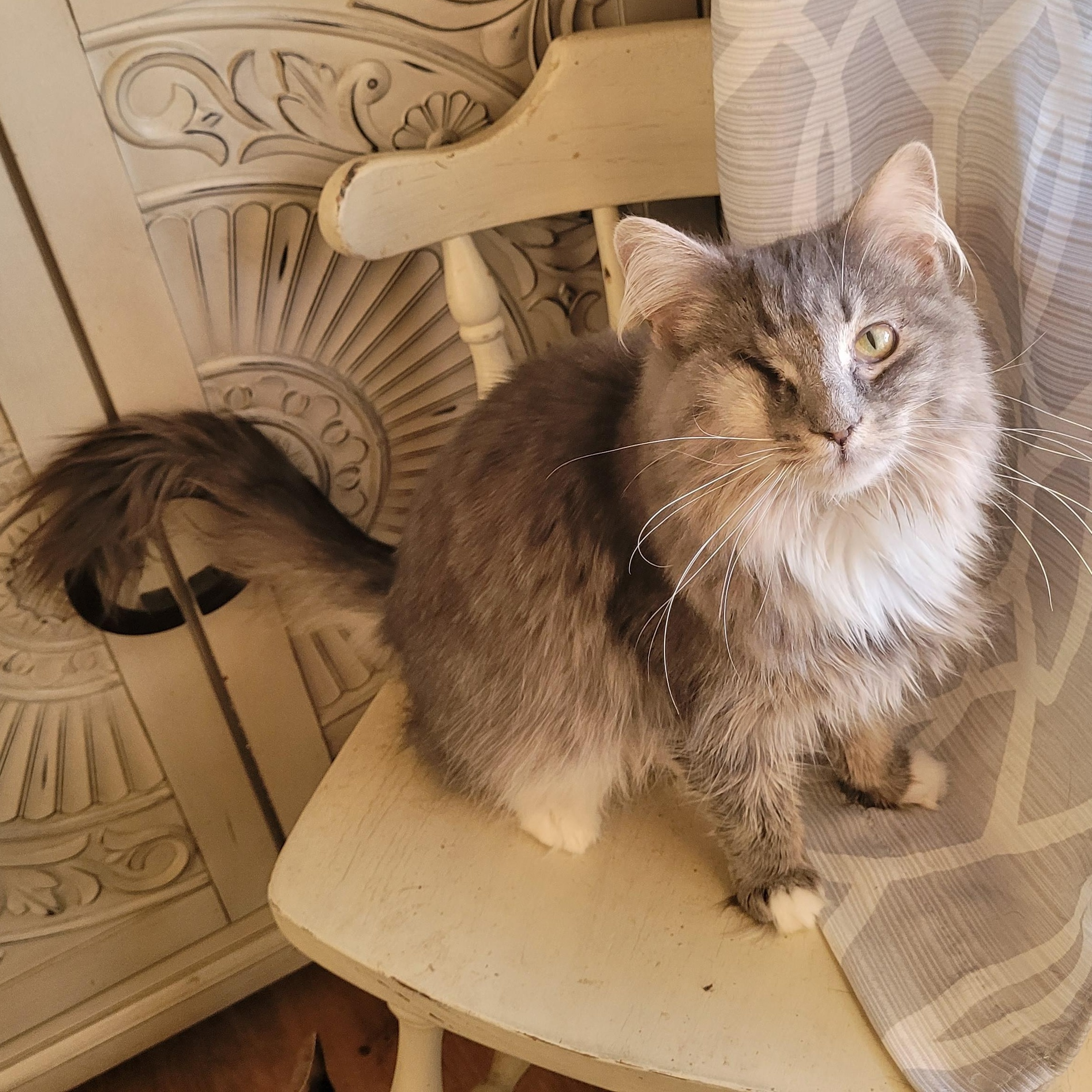 Kitty Poppins, a ADOPTABLE Domestic Long Hair in Whitestown, IN image 3/6