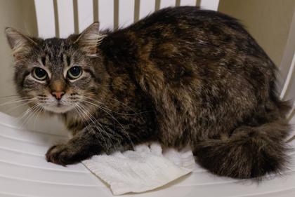 Mama, Adoptable, Adult Female Domestic Medium Hair & Domestic Short Hair.