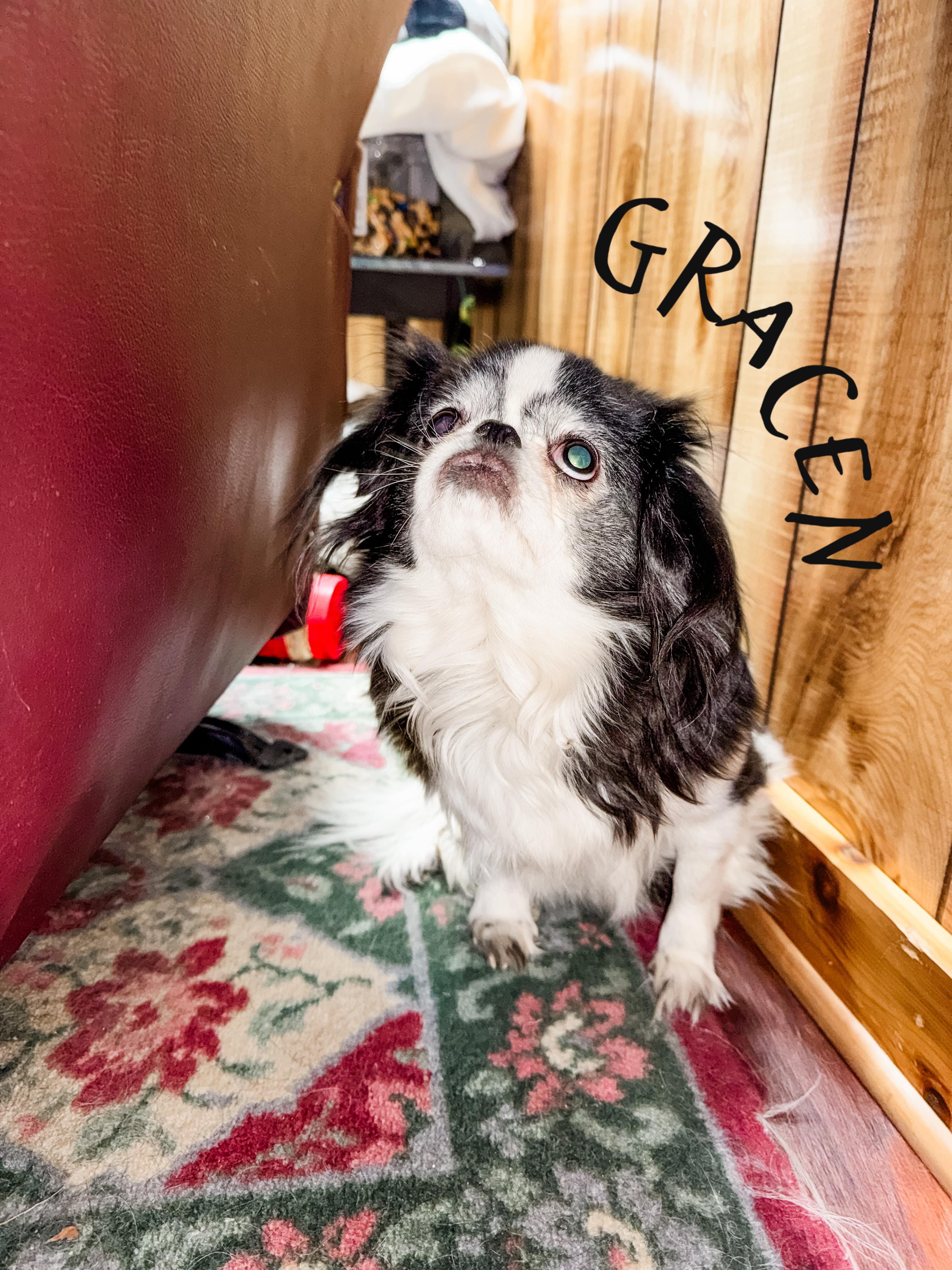 Gracen, Adopted, Adult Female Japanese Chin & Shih Tzu.