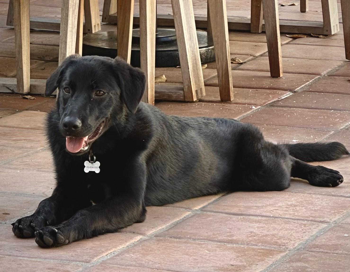 Enlarge Menush, a ADOPTABLE mixed breed in Studio City, CA image 1/2