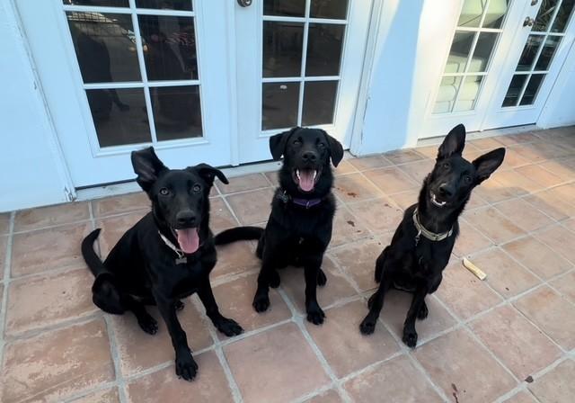 Enlarge Menush, a ADOPTABLE mixed breed in Studio City, CA image 2/2