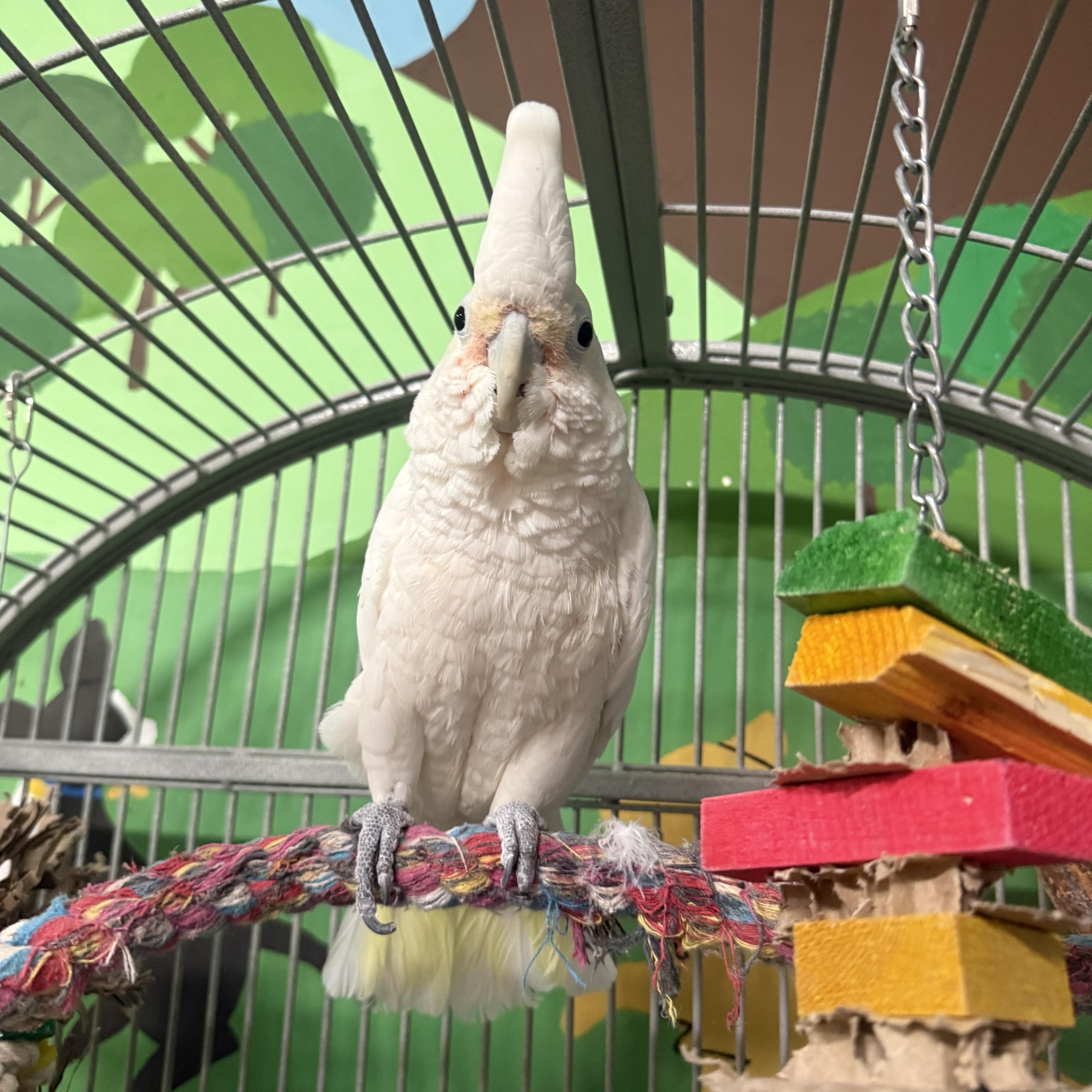 Ptah, Adoptable, Adult Male Cockatoo.