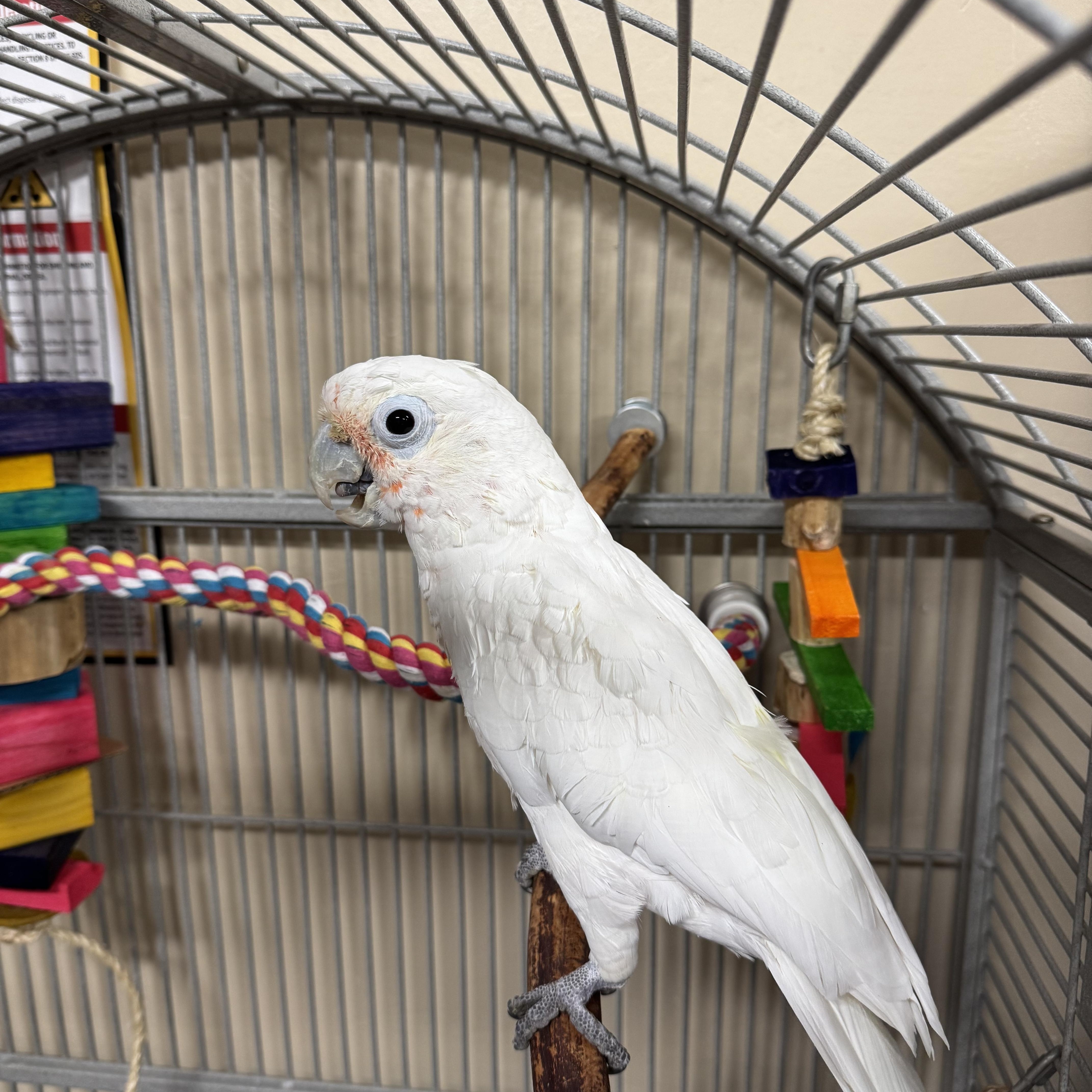 Enlarge Ptah, a Adoptable Cockatoo in San Diego, CA image 1/2