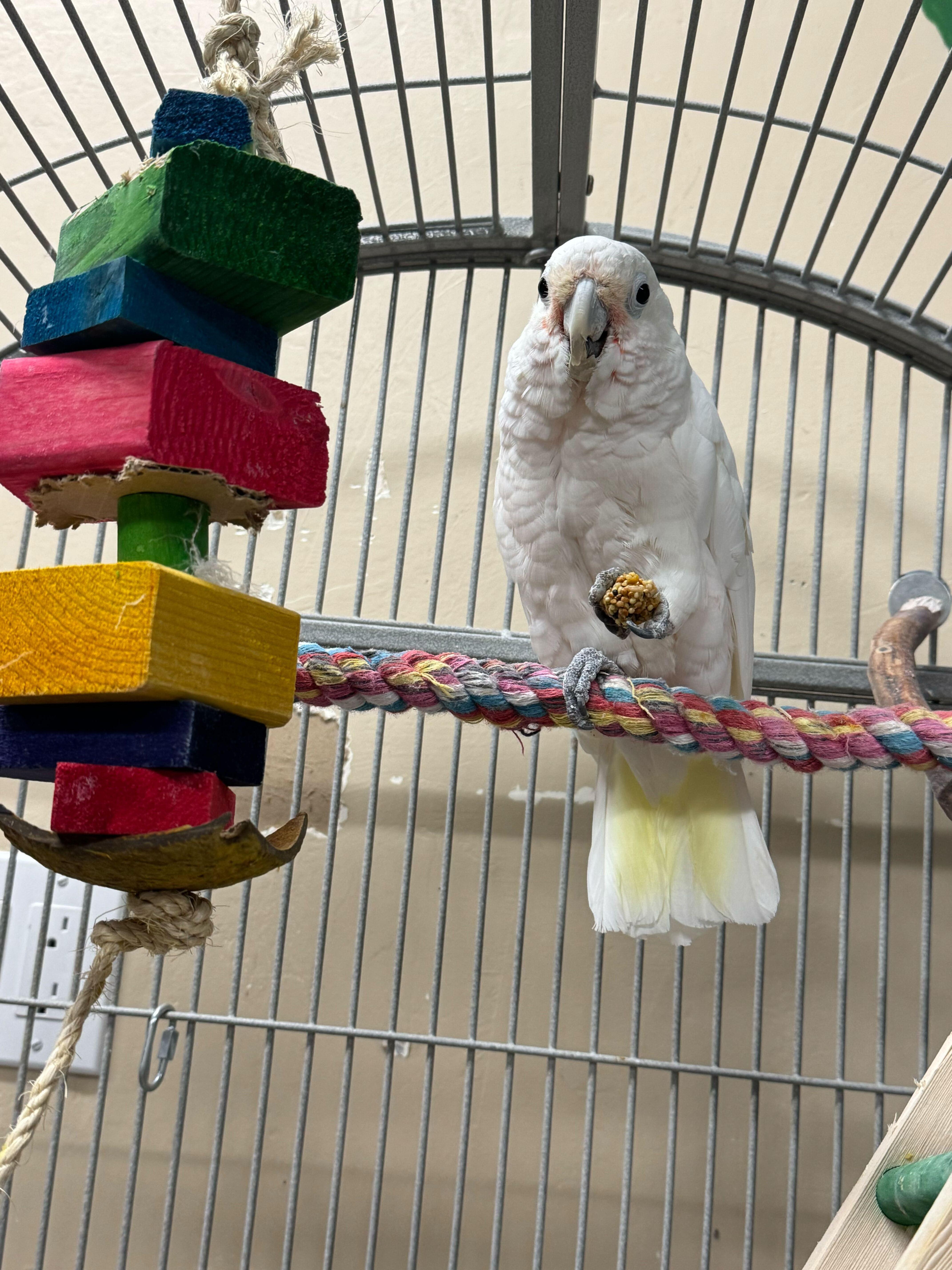 Ptah, Adoptable, Adult Male Cockatoo.