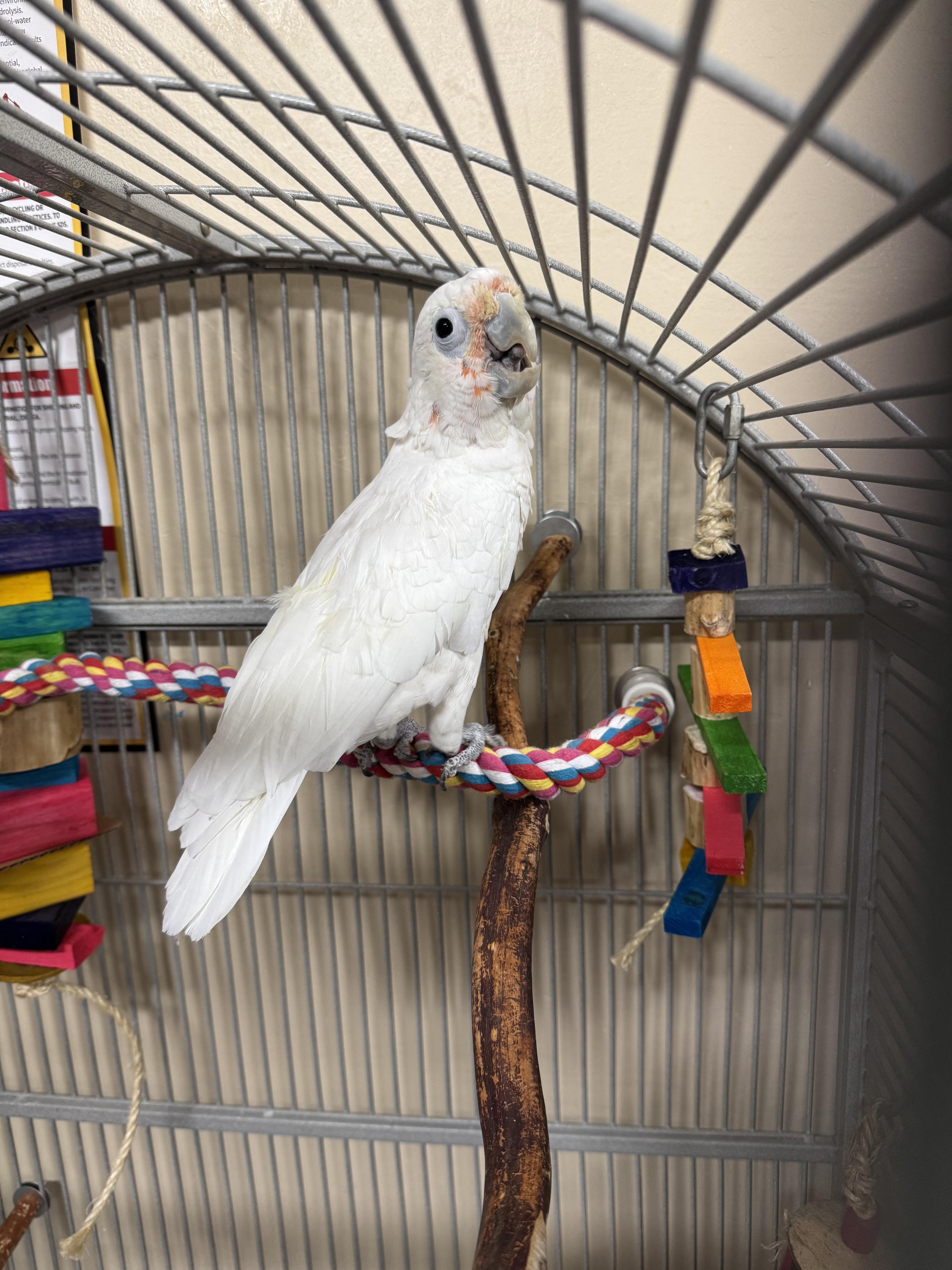 Enlarge Ptah, a Adoptable Cockatoo in San Diego, CA image 2/2