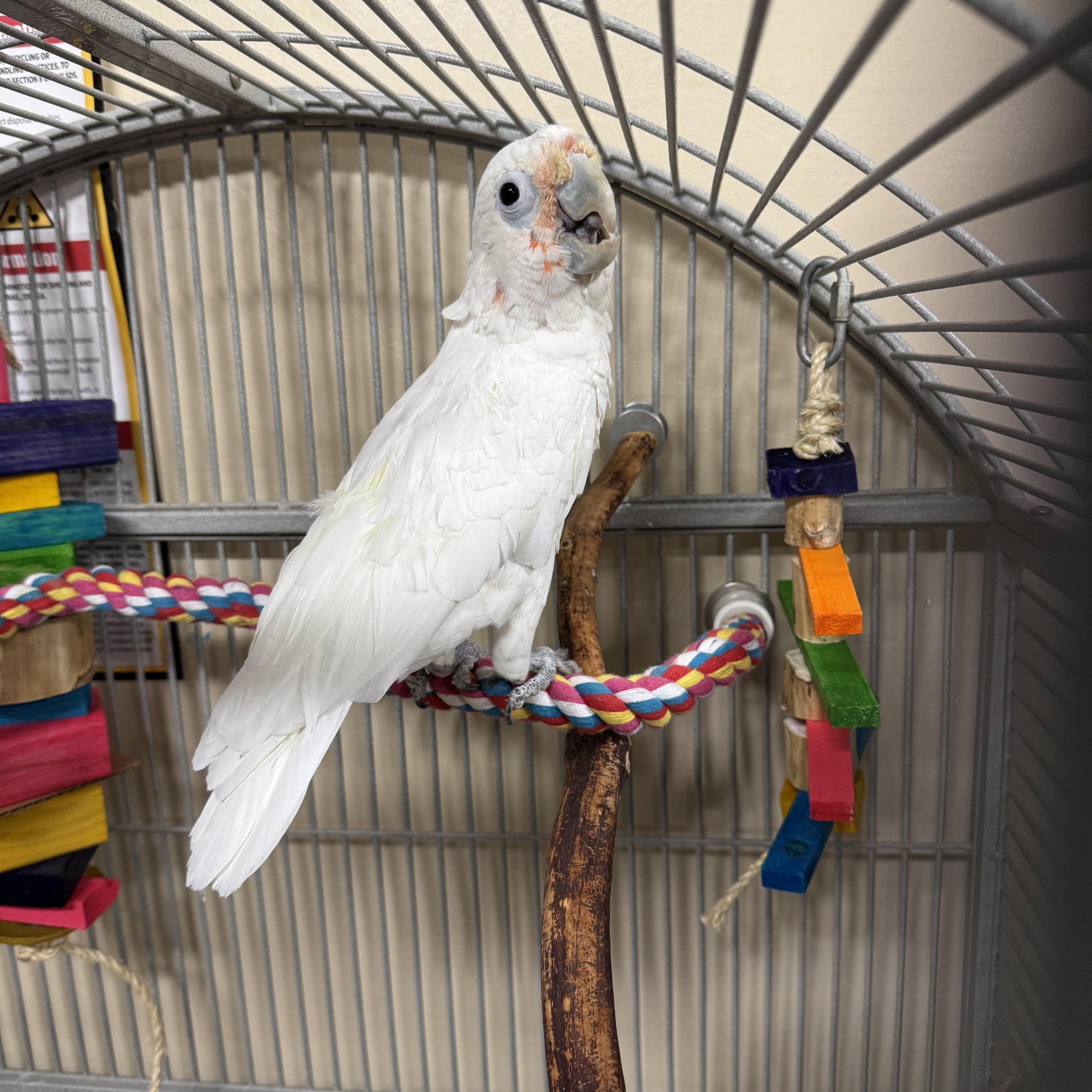 Ptah, a Adoptable Cockatoo in San Diego, CA image 3/3