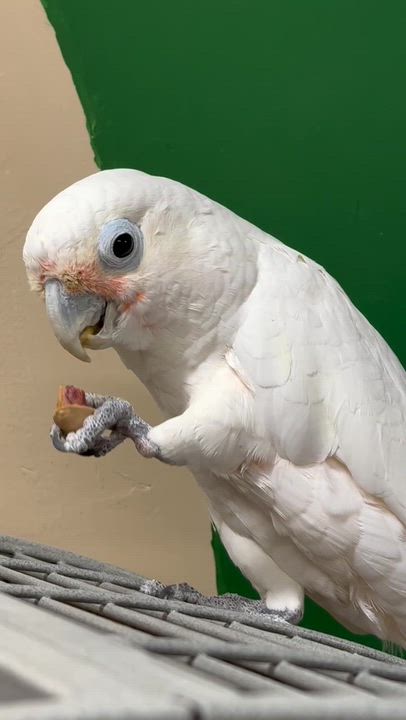 Enlarge Ptah, a Adoptable Cockatoo in San Diego, CA video 2/4